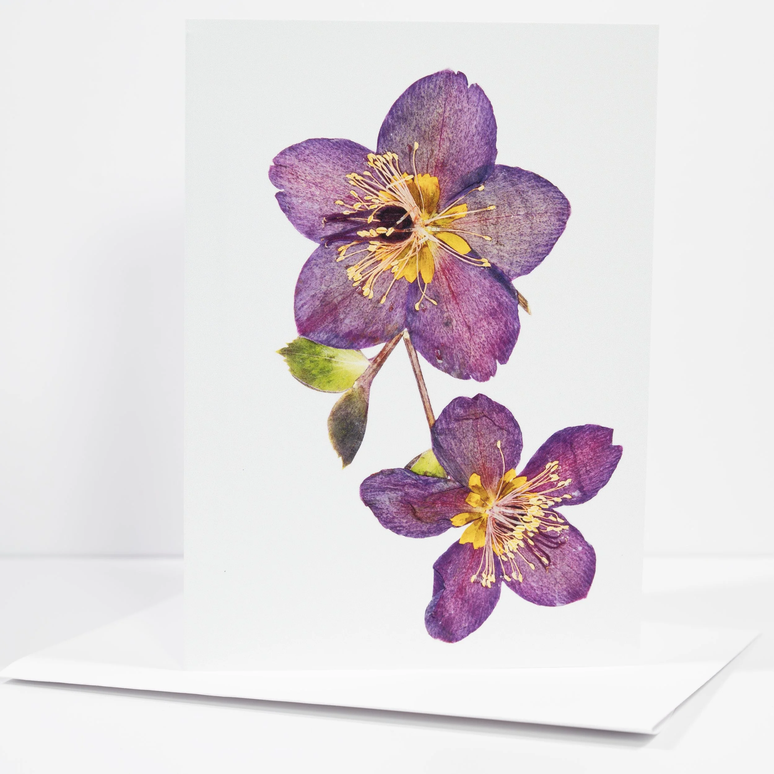 PRESSED PURPLE HELLEBORE.jpg