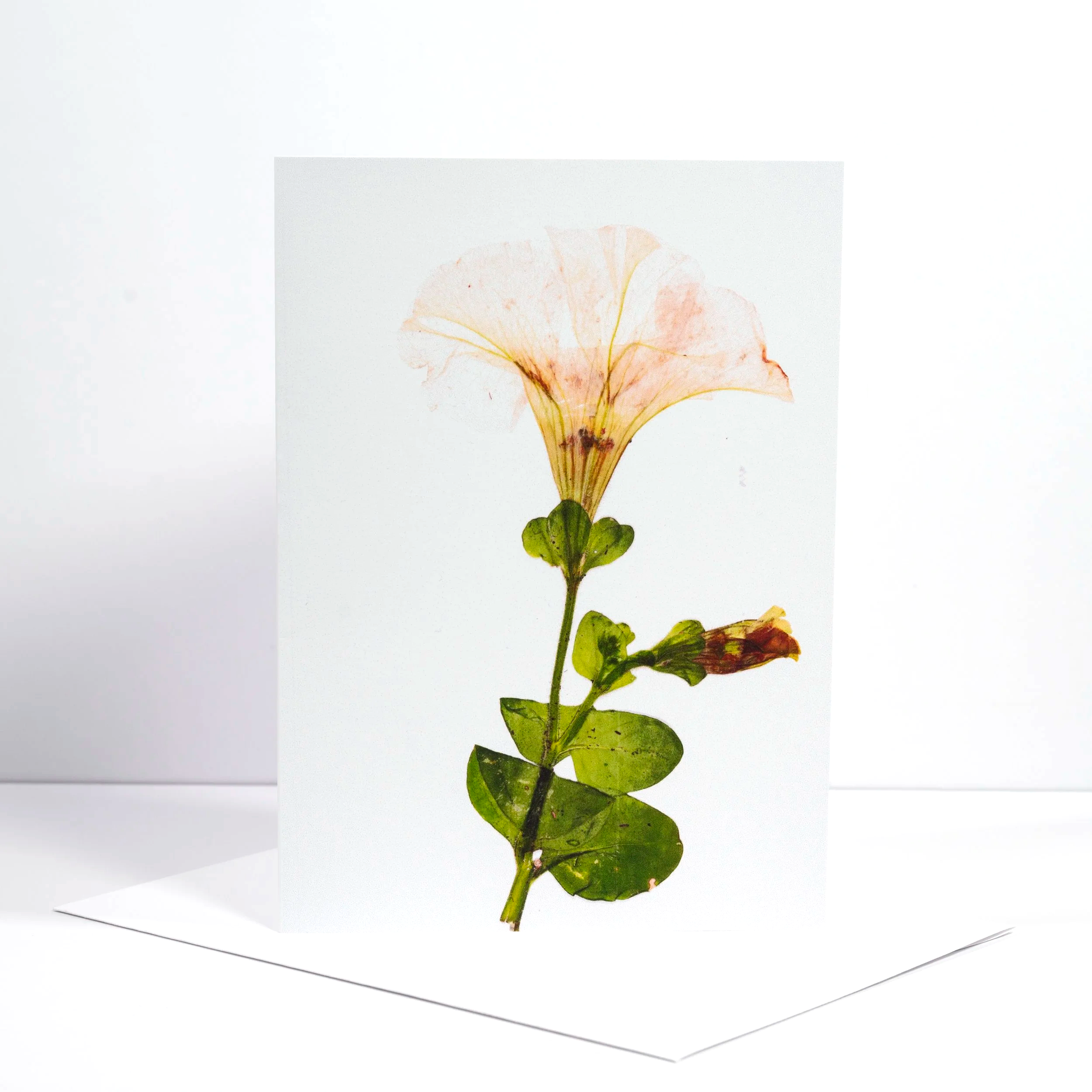 PRESSED+WHITE+PETUNIA+%281%29.png (Copy)