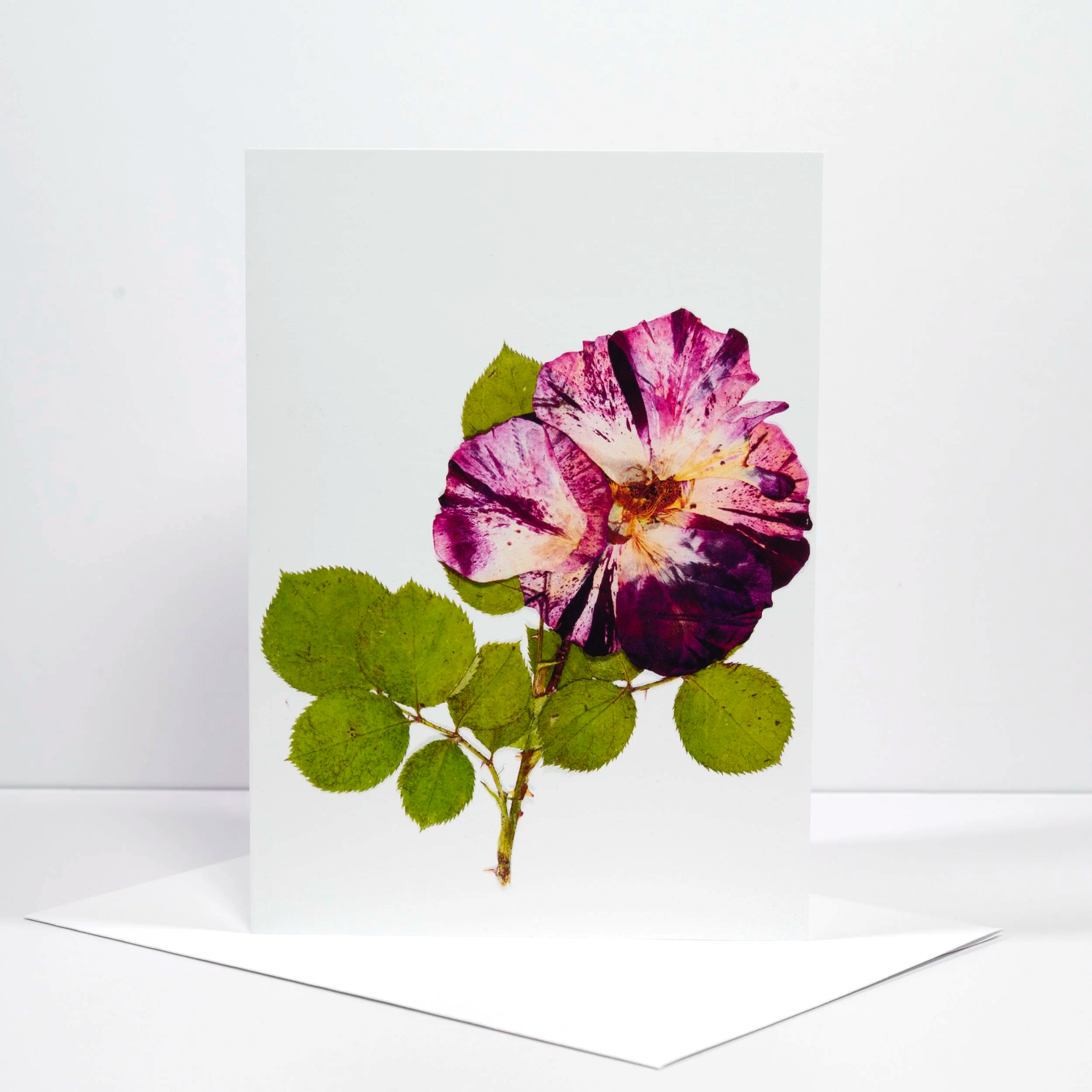 PRESSED+FIRECRACKER+ROSE+%232+STOREFRONT.png (Copy)