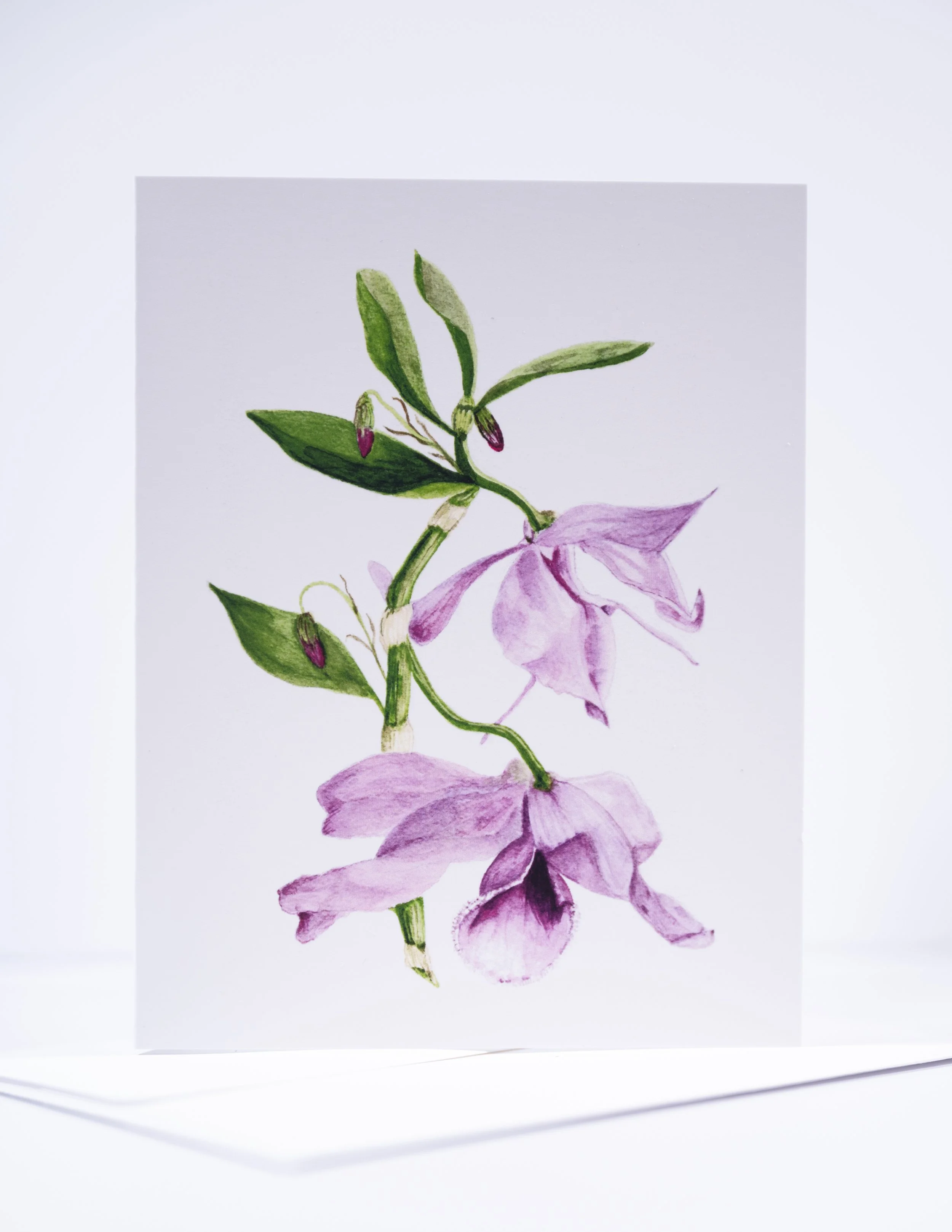NEW COPY STAND IMAGES   0013 .JPG