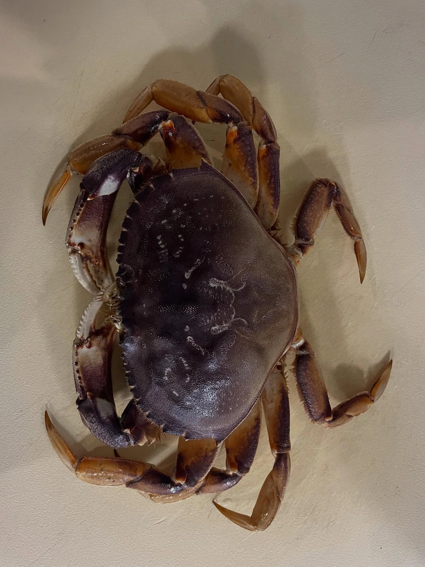 Ginataan 🥥

Dungeness Crab Cake with Long Beans, Kabucha Squash and Coconut 

#dungenesscrab #valentinesday #date #napa