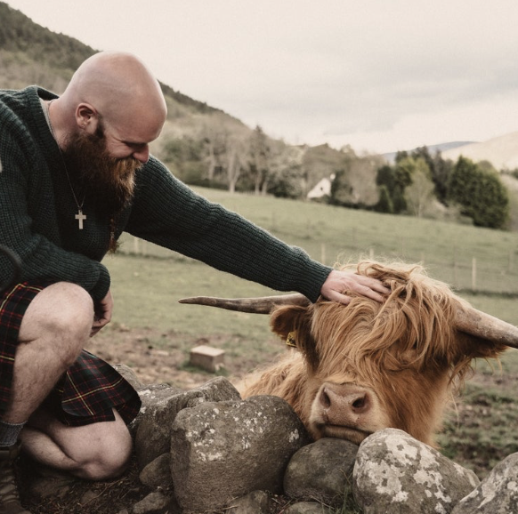 Highland Cows