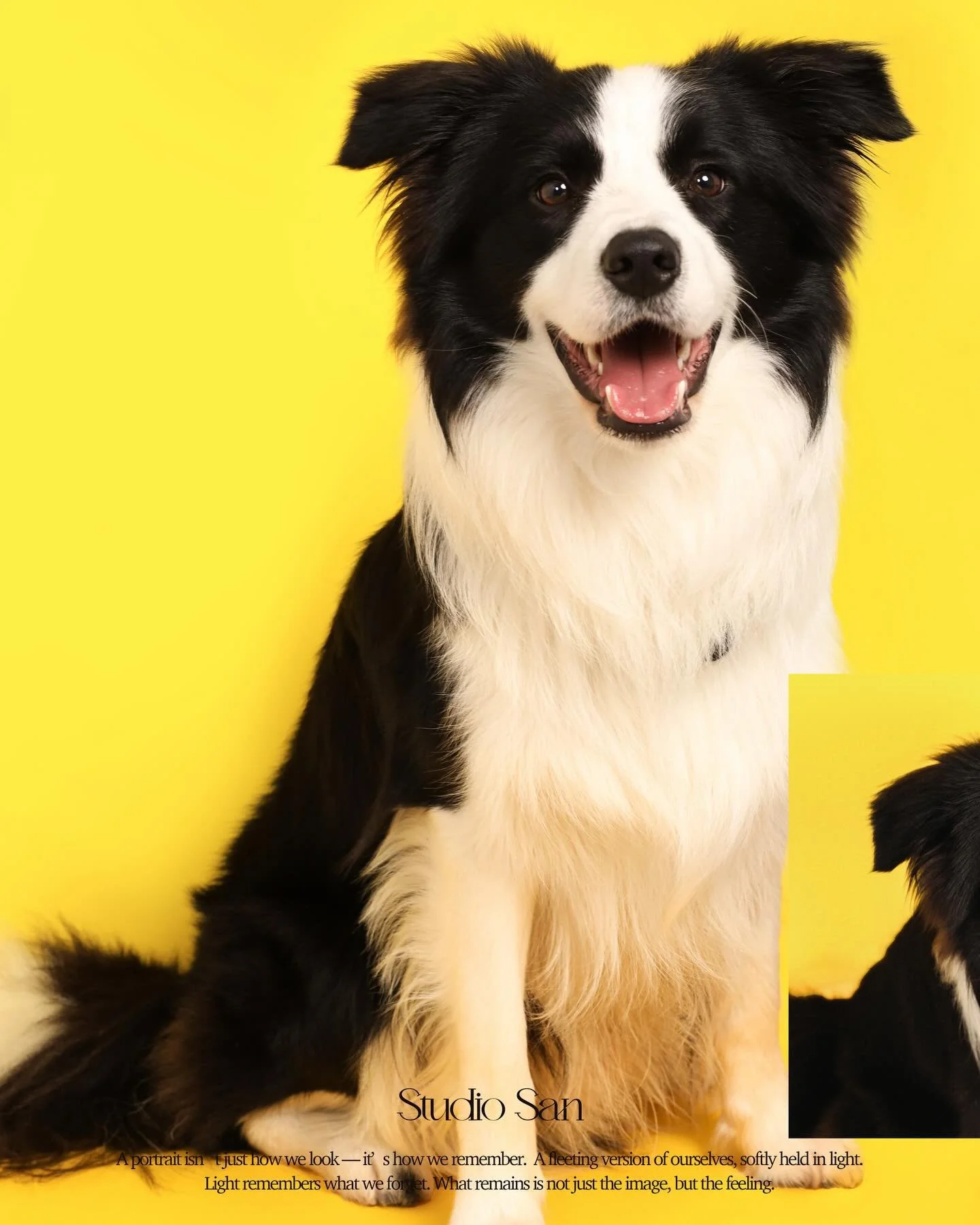 Sesame was full of energy throughout the shoot. He&rsquo;s only one year old, but incredibly smart! and I loved hearing the little stories about him🥰