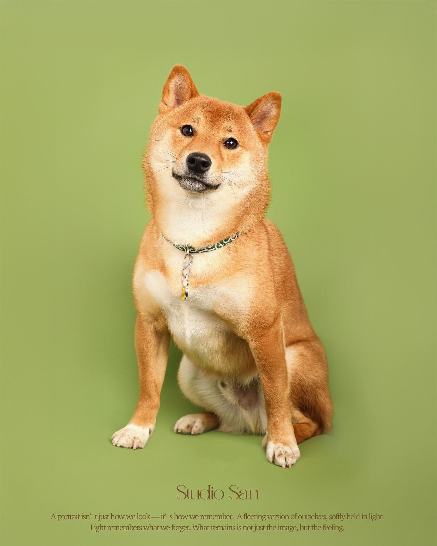 Many pet paprents worry about their dogs before a photoshoot, but surprisingly, most dogs are naturally talented little models💚🤎 Biru was no exception! Such a lovely family☺️