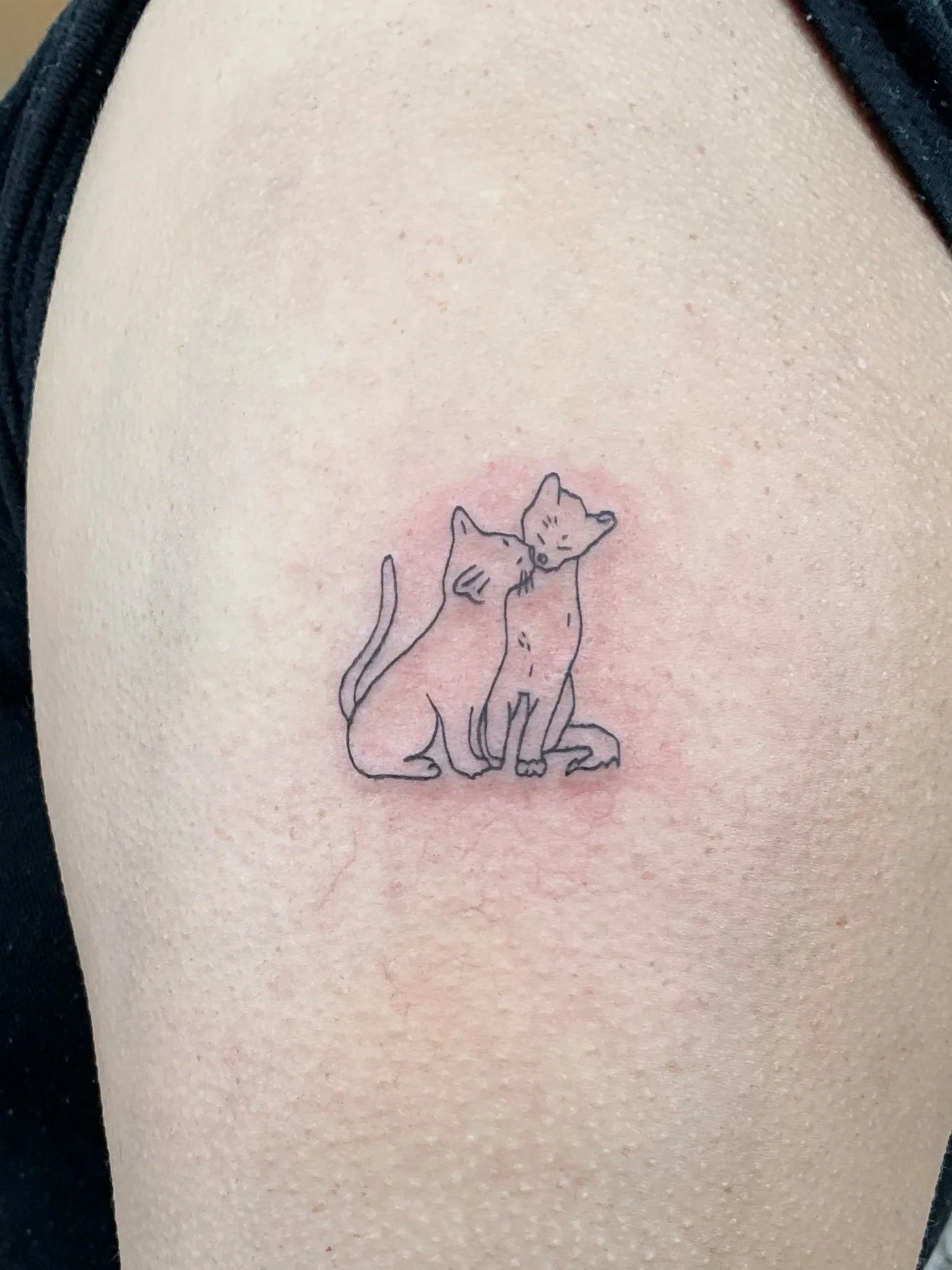 Cats