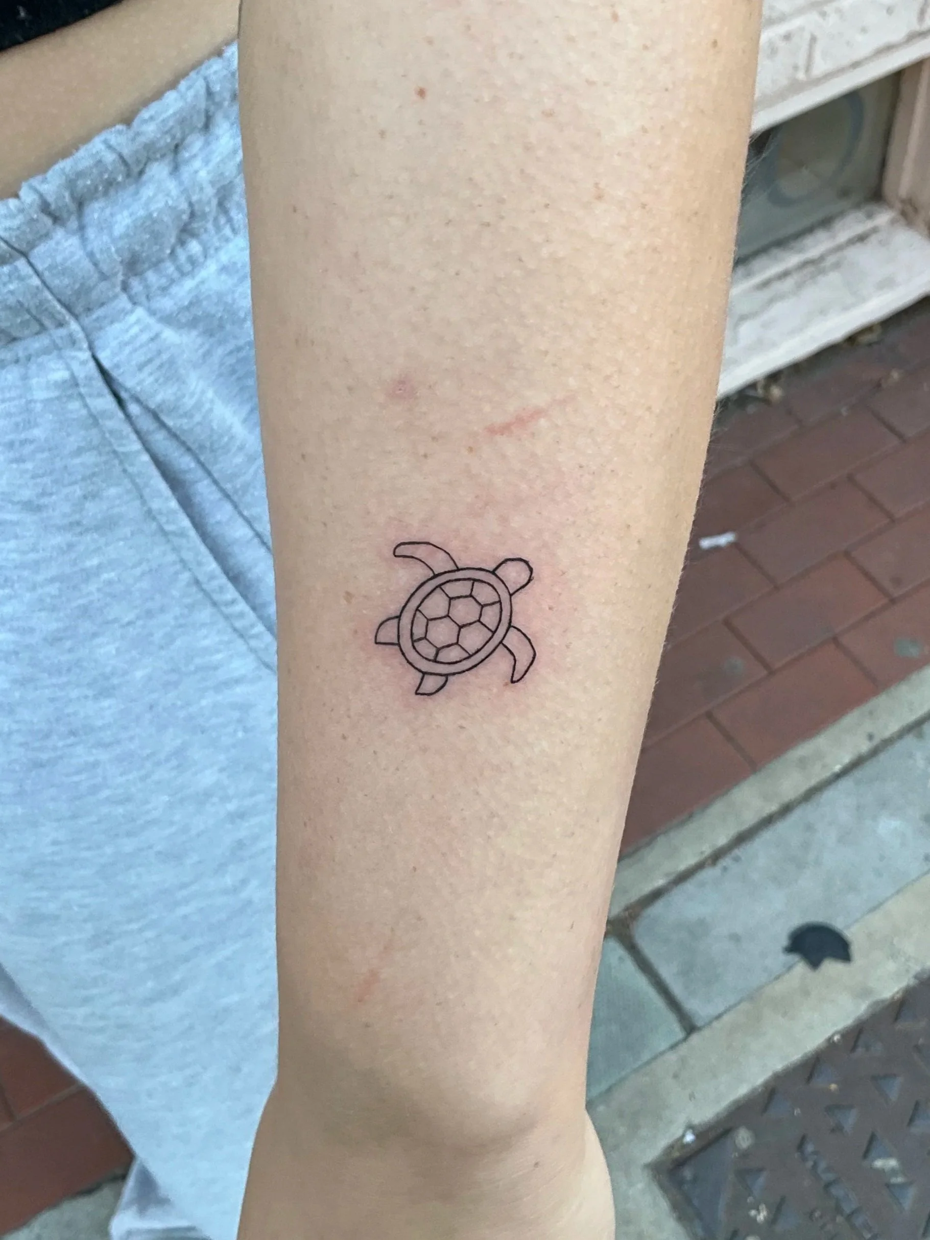 Turtle
