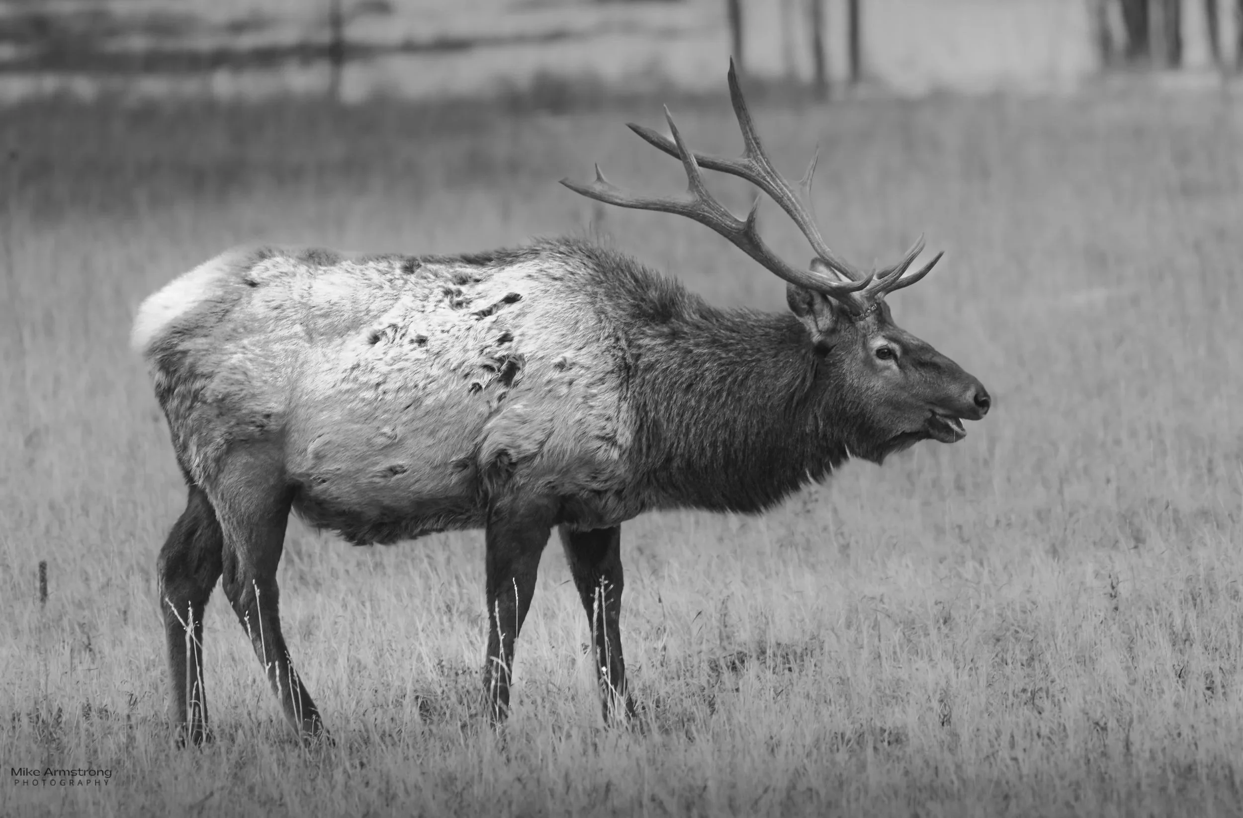Rocky Mountain Elk