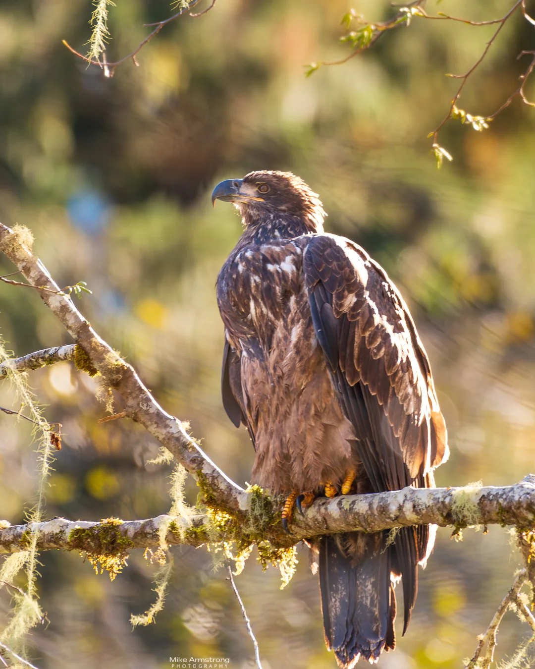 eagle-day2-2a-ig_MMA6333October 14, 2025.JPG