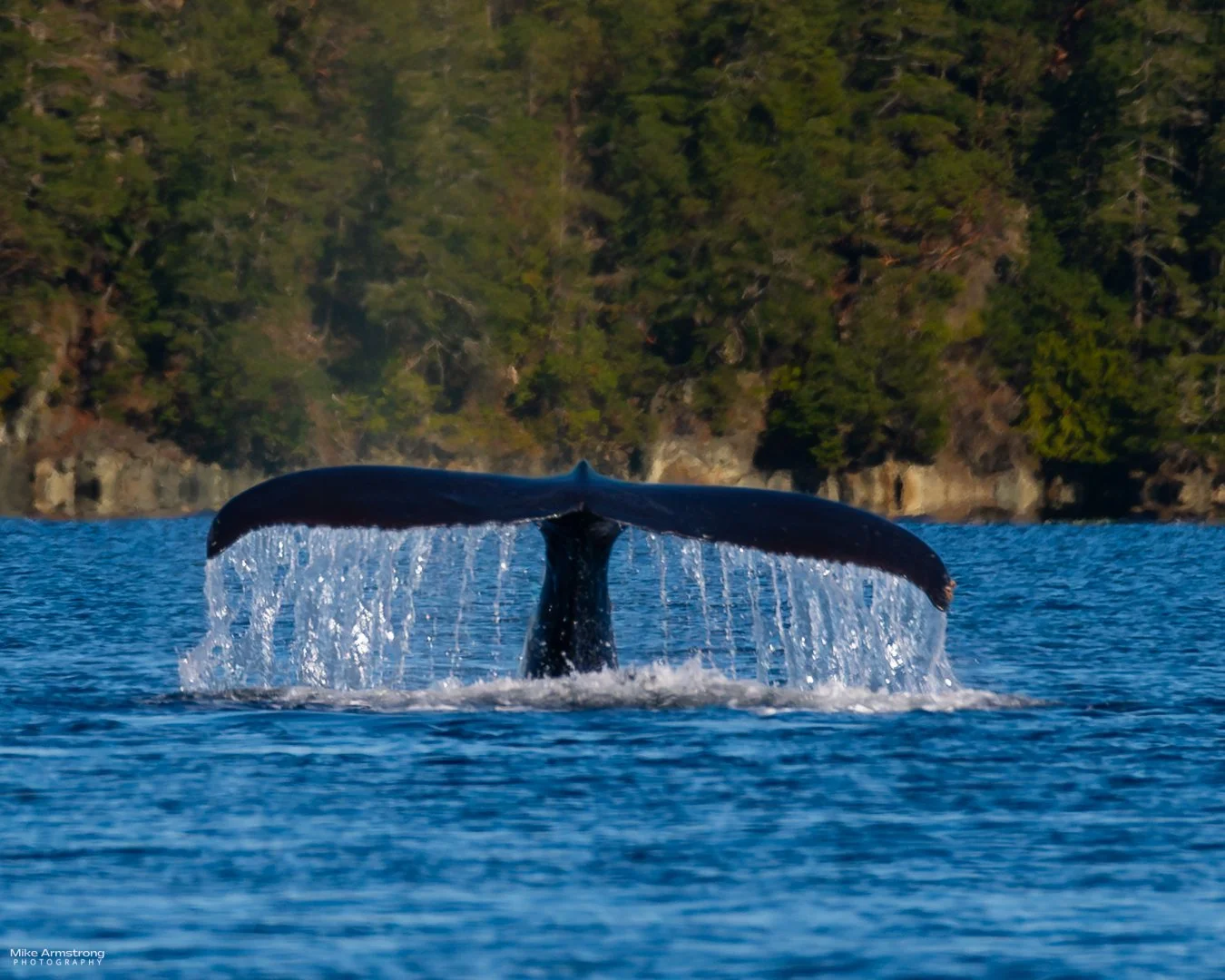 whale-tail-2a_MMA7006October 15, 2025.JPG