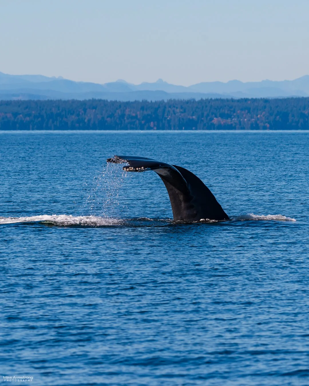 whale-tail-close-ia-ig_MMA6923October 15, 2025.JPG