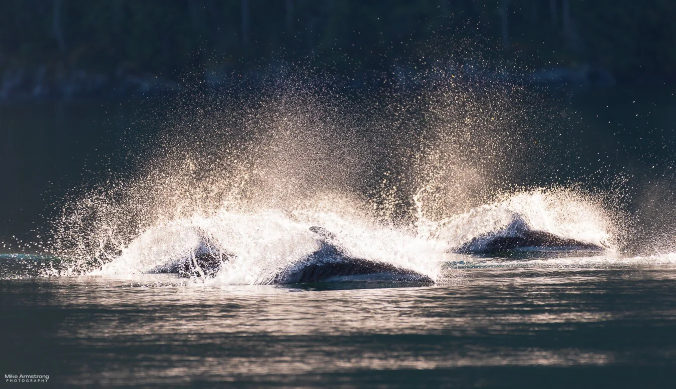 dolphin-crazy-1a_MMA7113October 15, 2025.JPG