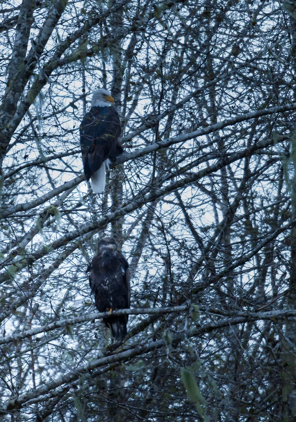 lund-12-tail-1-ig_MMA5721October 12, 2025 (2).JPG