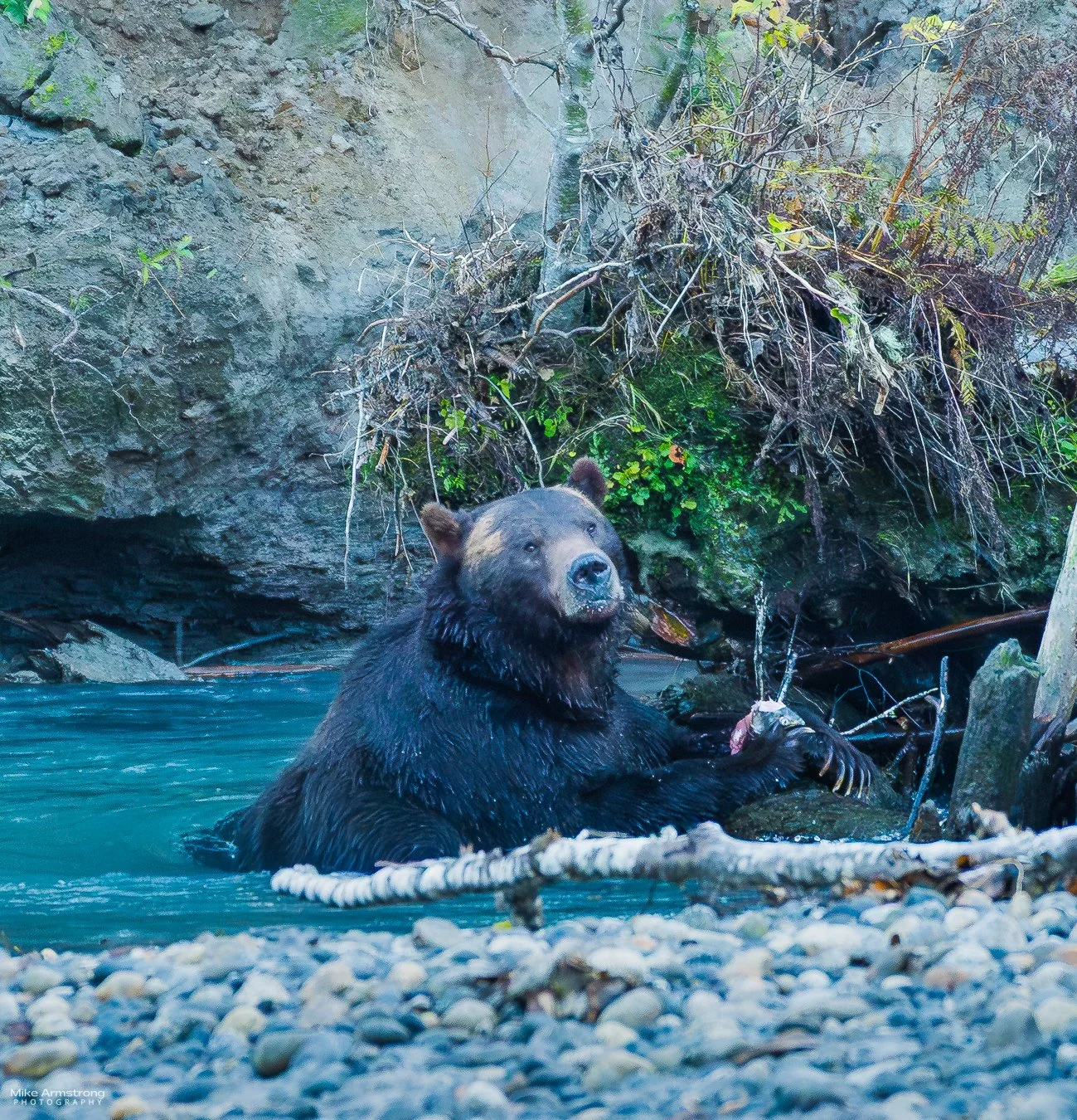 Grizzly Bears in British Columbia
