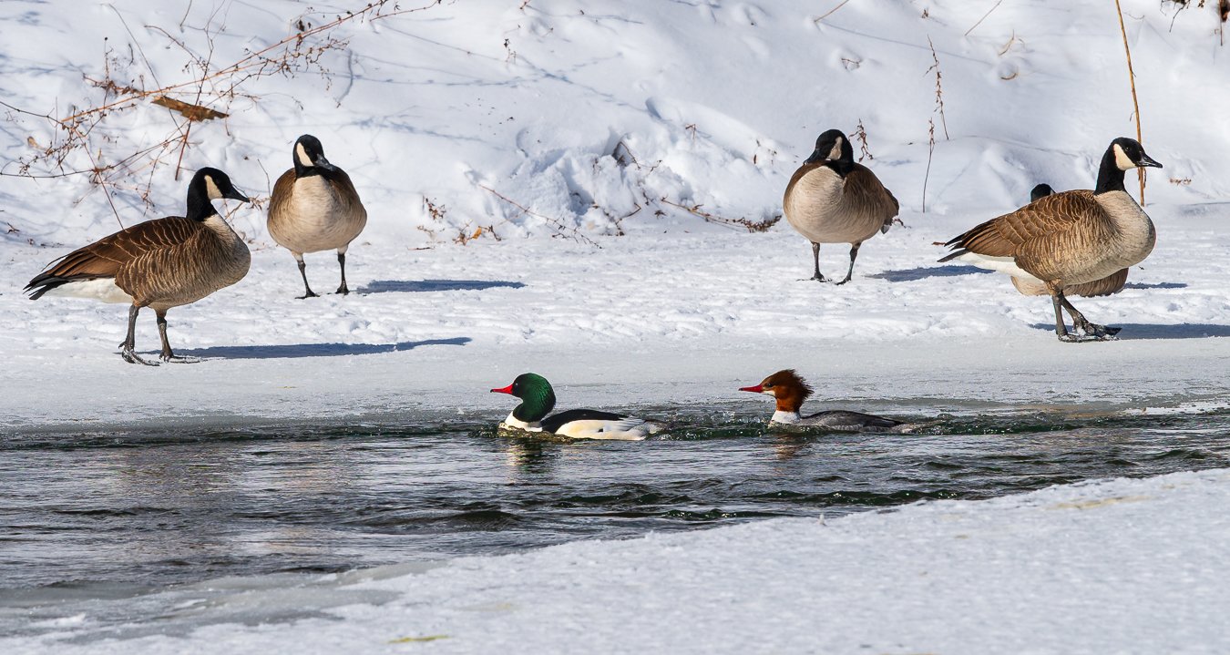 Canadian Geese and Mallard Ducks after the January snowstorm. Photo by Mike Armstrong