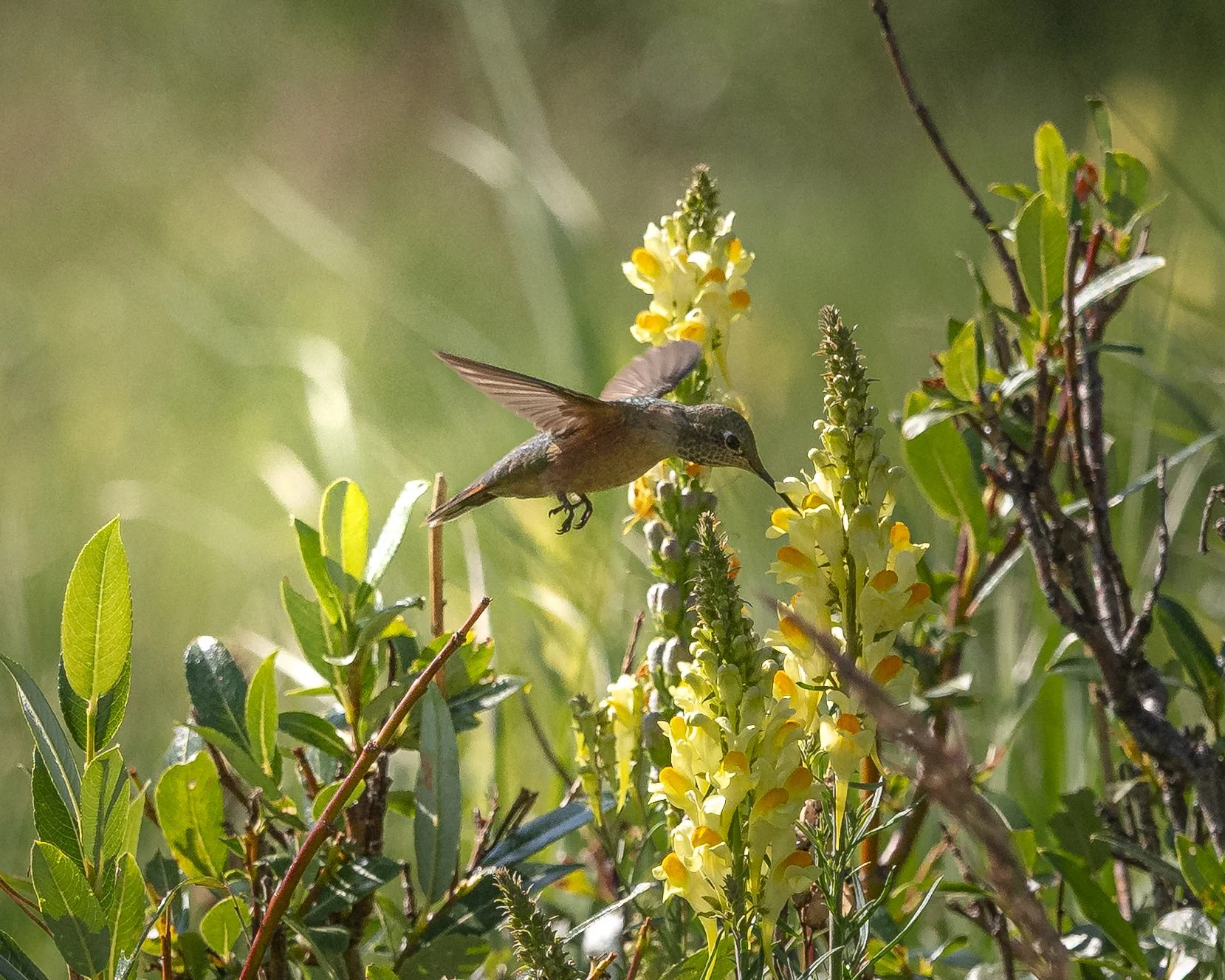 Hummingbird by Catamount Reservoir Colorado, enjoying a morning nectar 