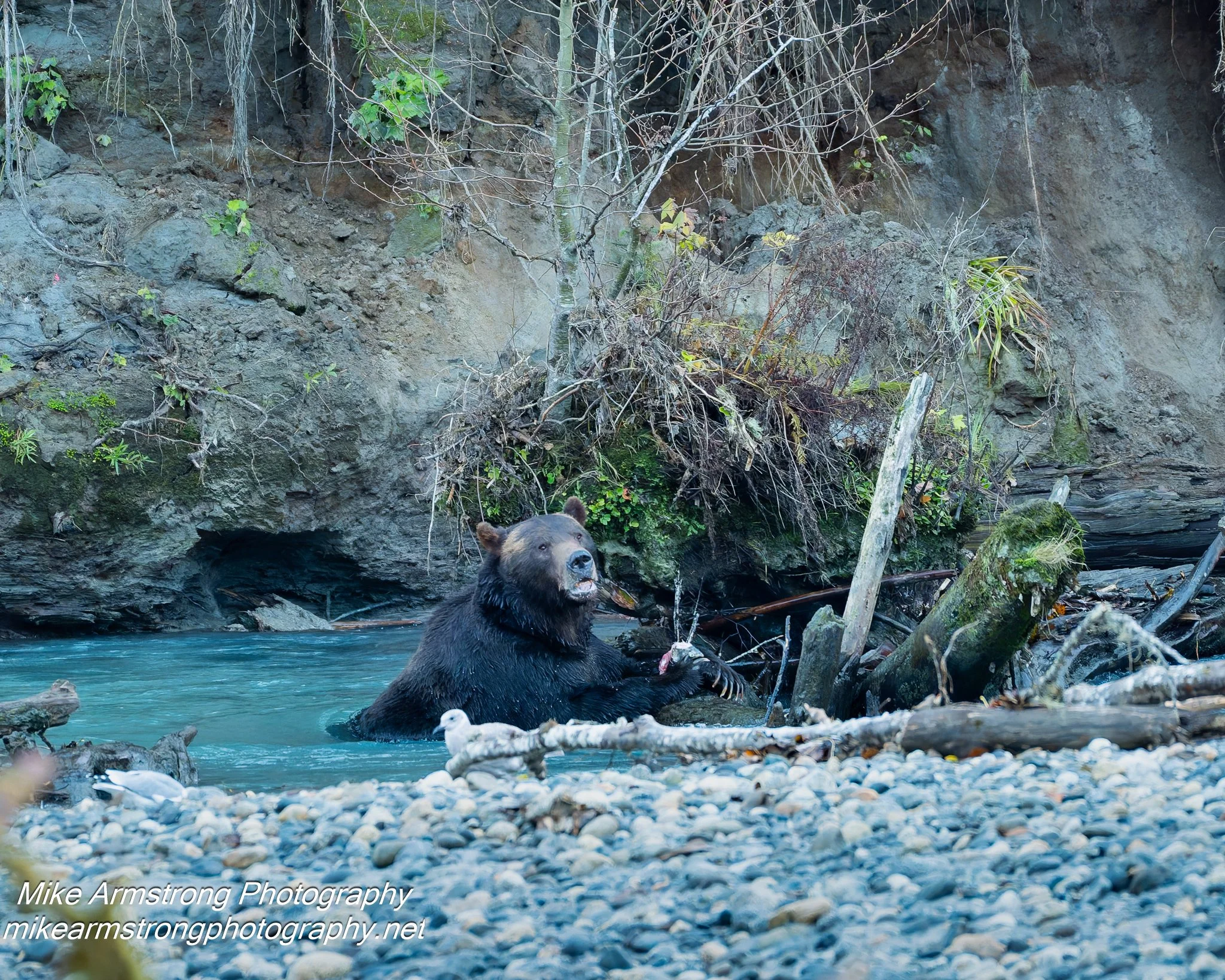 Grizzly bear in the Toba Inlet forest, British Columbia Canada.