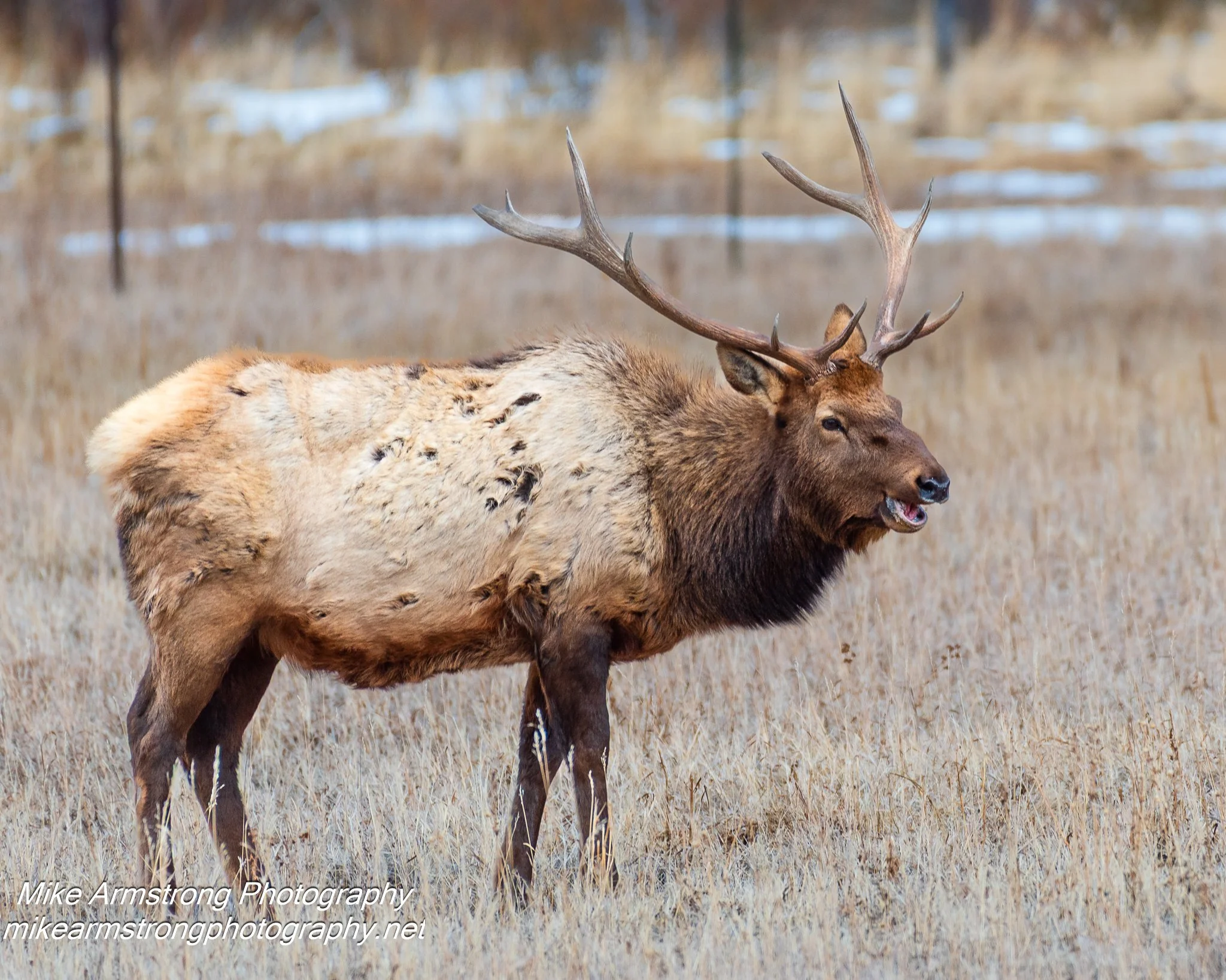 Bull Elk in the evening at Rocky Mountain National Park Colorado