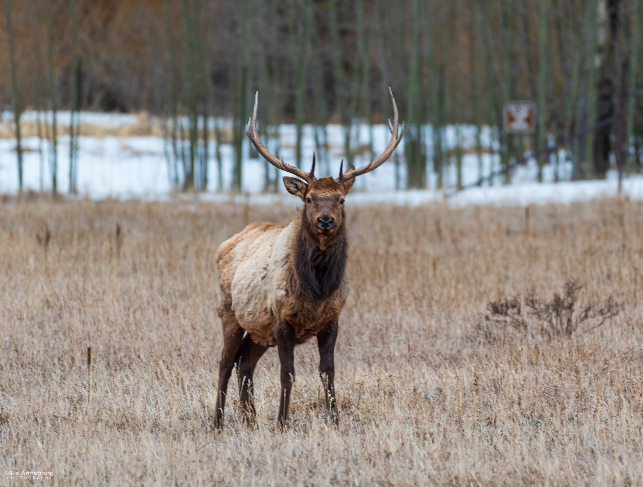 A bull Elk at sunset in Rocky Mountain National Park, photograph by Mike Armstrong
