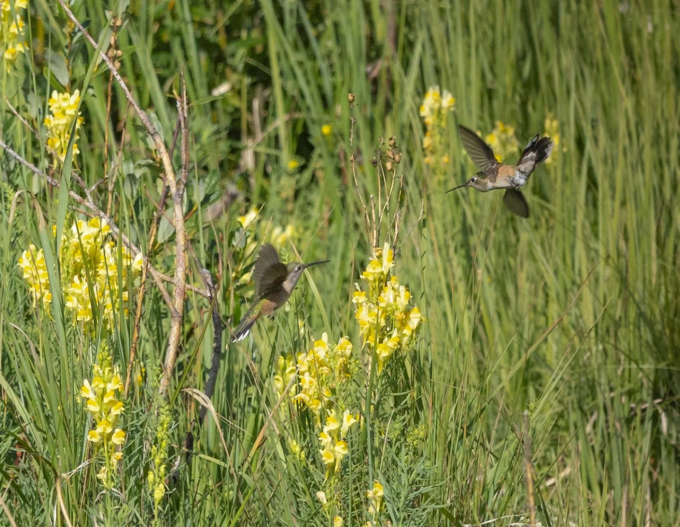 Hummingbirds by Catamount Reservoir Colorado
