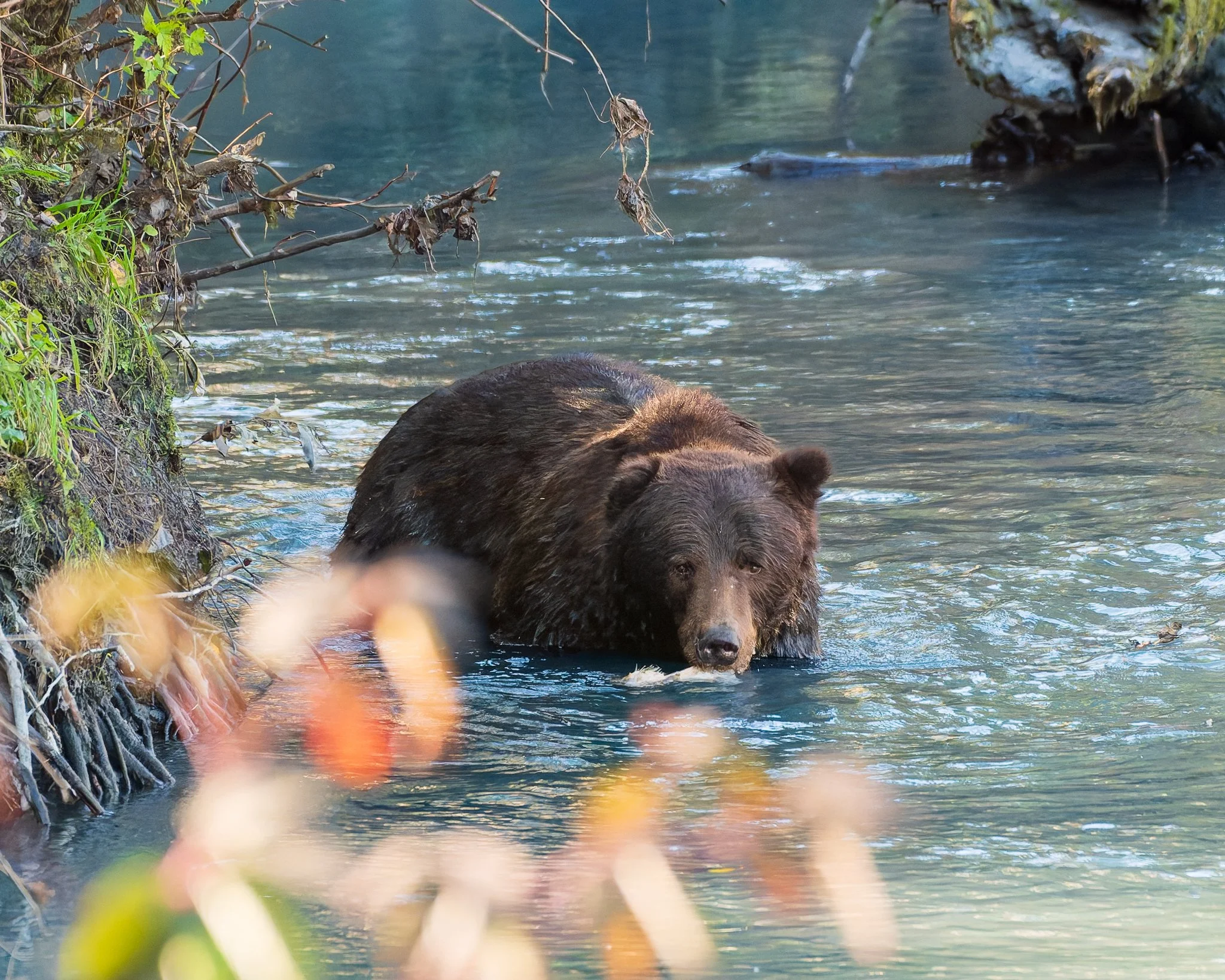 Swimming with a snack, Toba Inlet, British Columbia