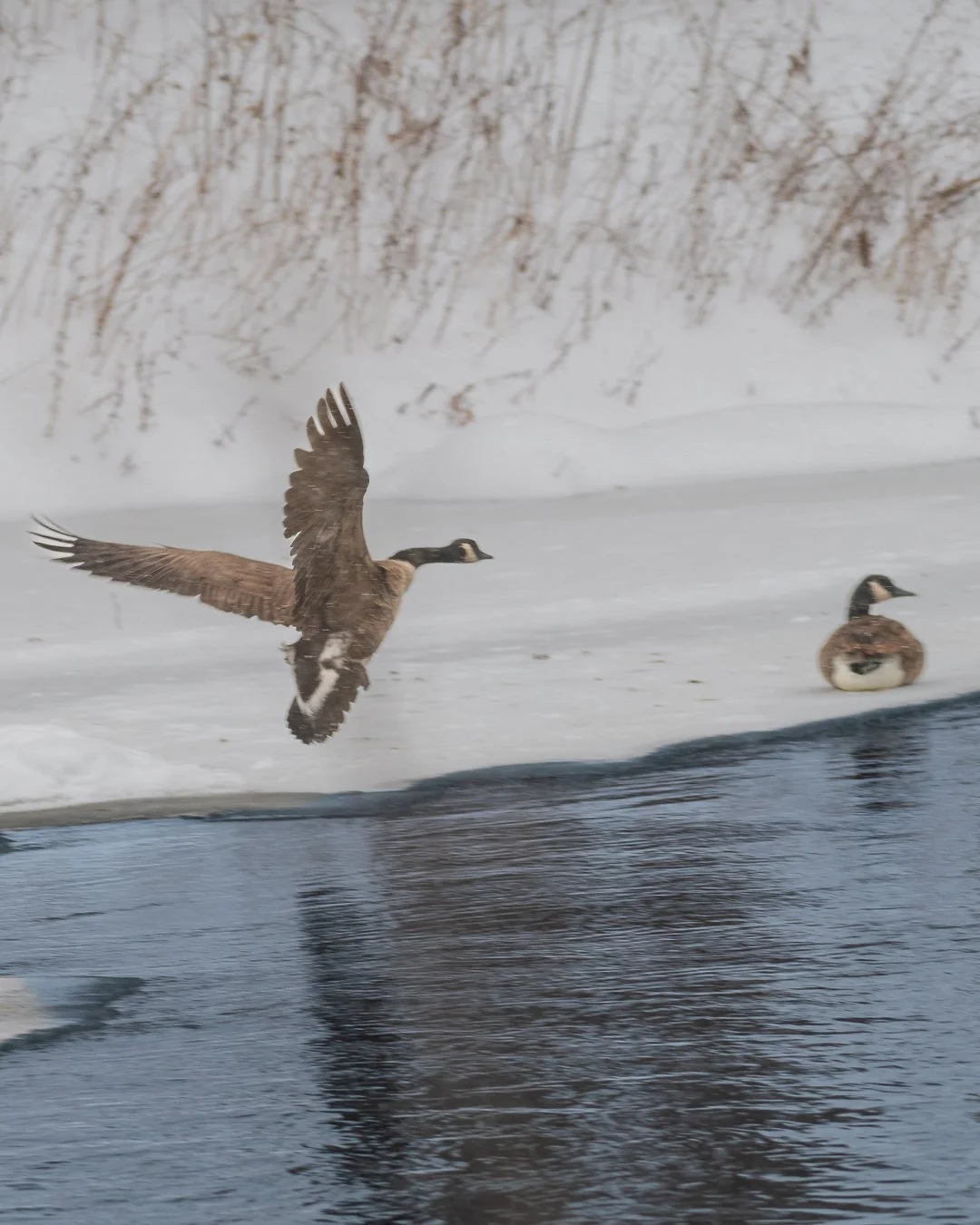 Canada geese at the Beaver Creek Wildlife Park during the January snowstorm.  Photo by Mike Armstrong.
