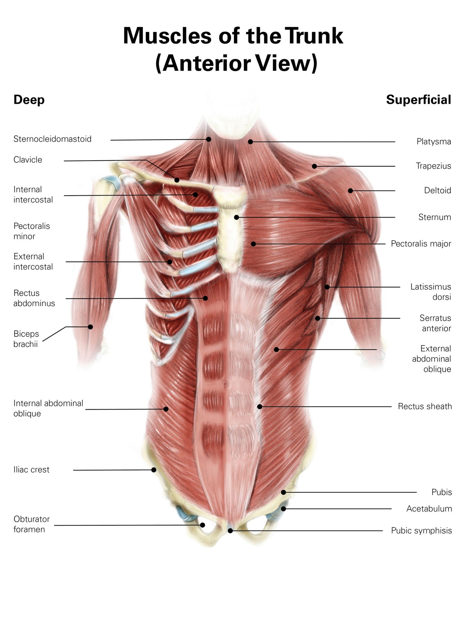 Physiotherapy vs Kinesiology For Back Pain