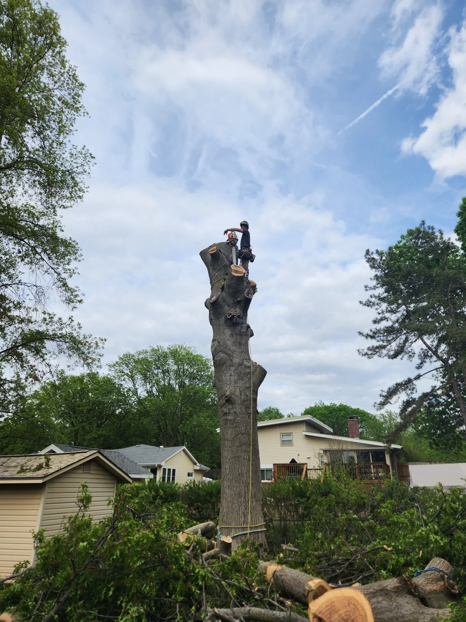 Total Tree Care gallery 2