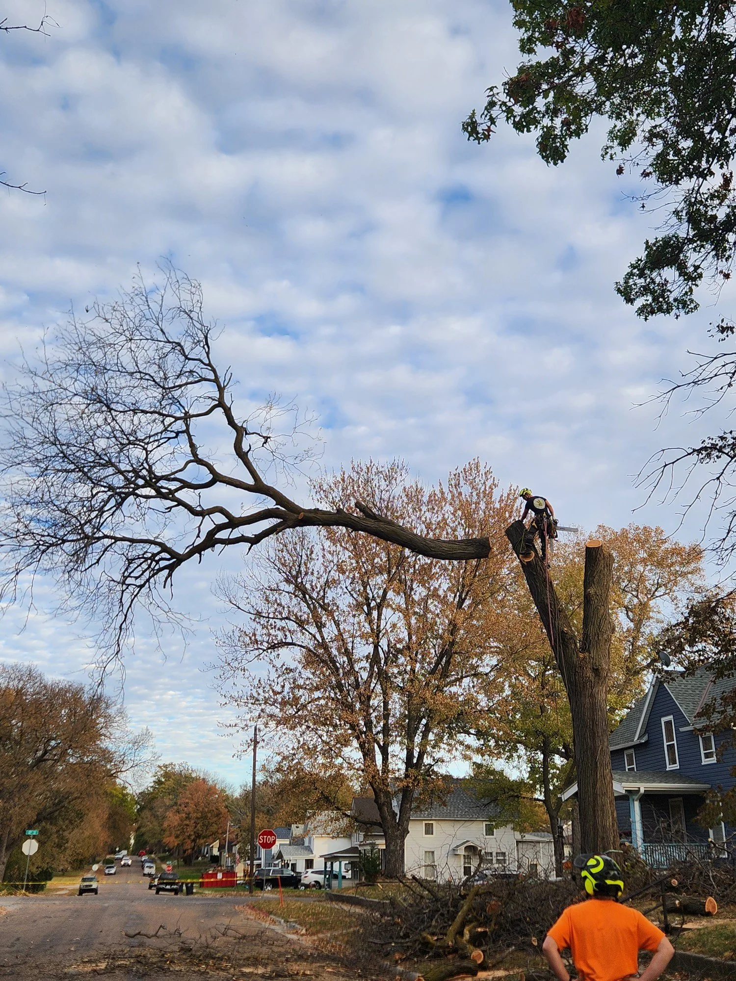 Total Tree Care gallery 3