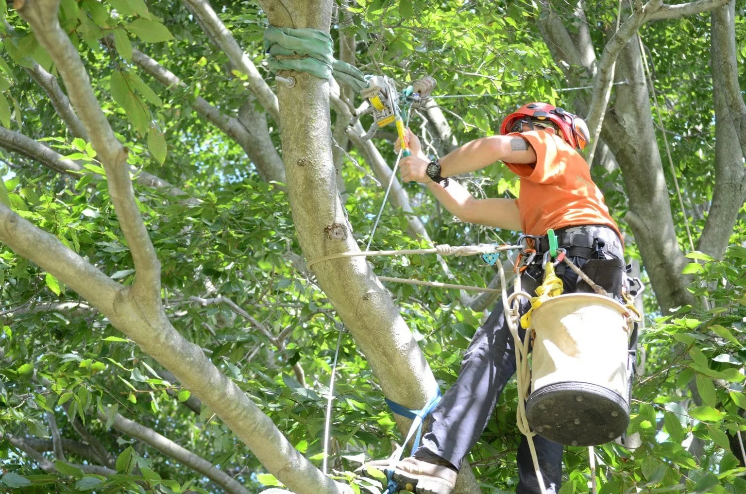Total Tree Care gallery 4