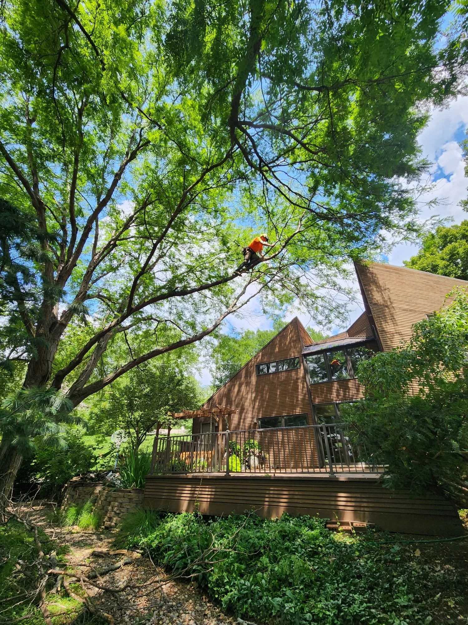 Total Tree Care work site