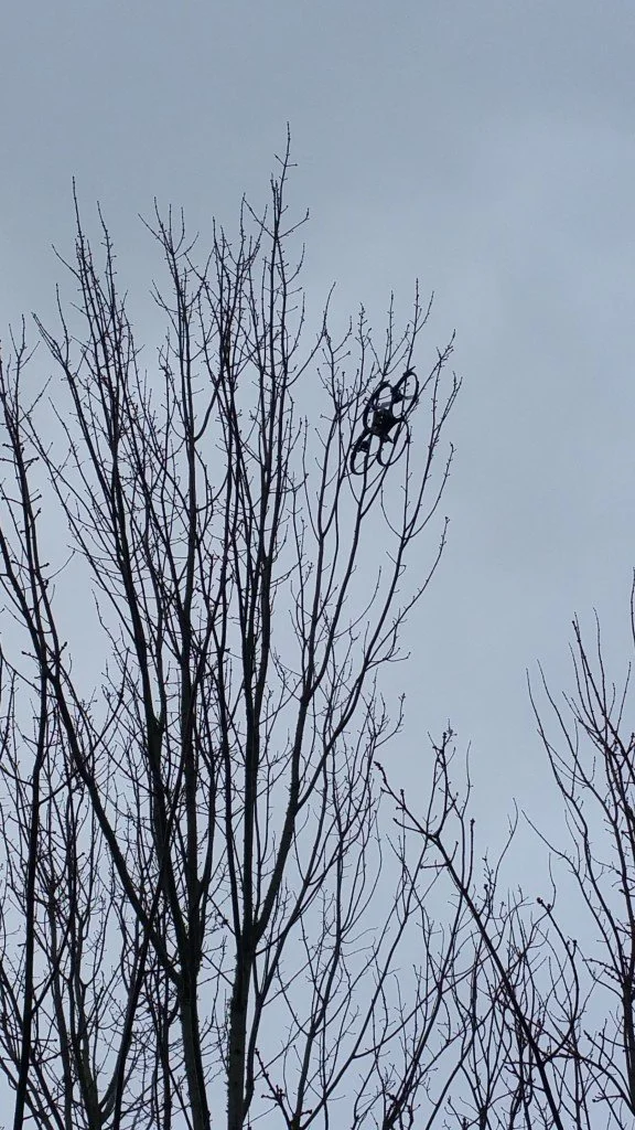 Total Tree Care gallery 5