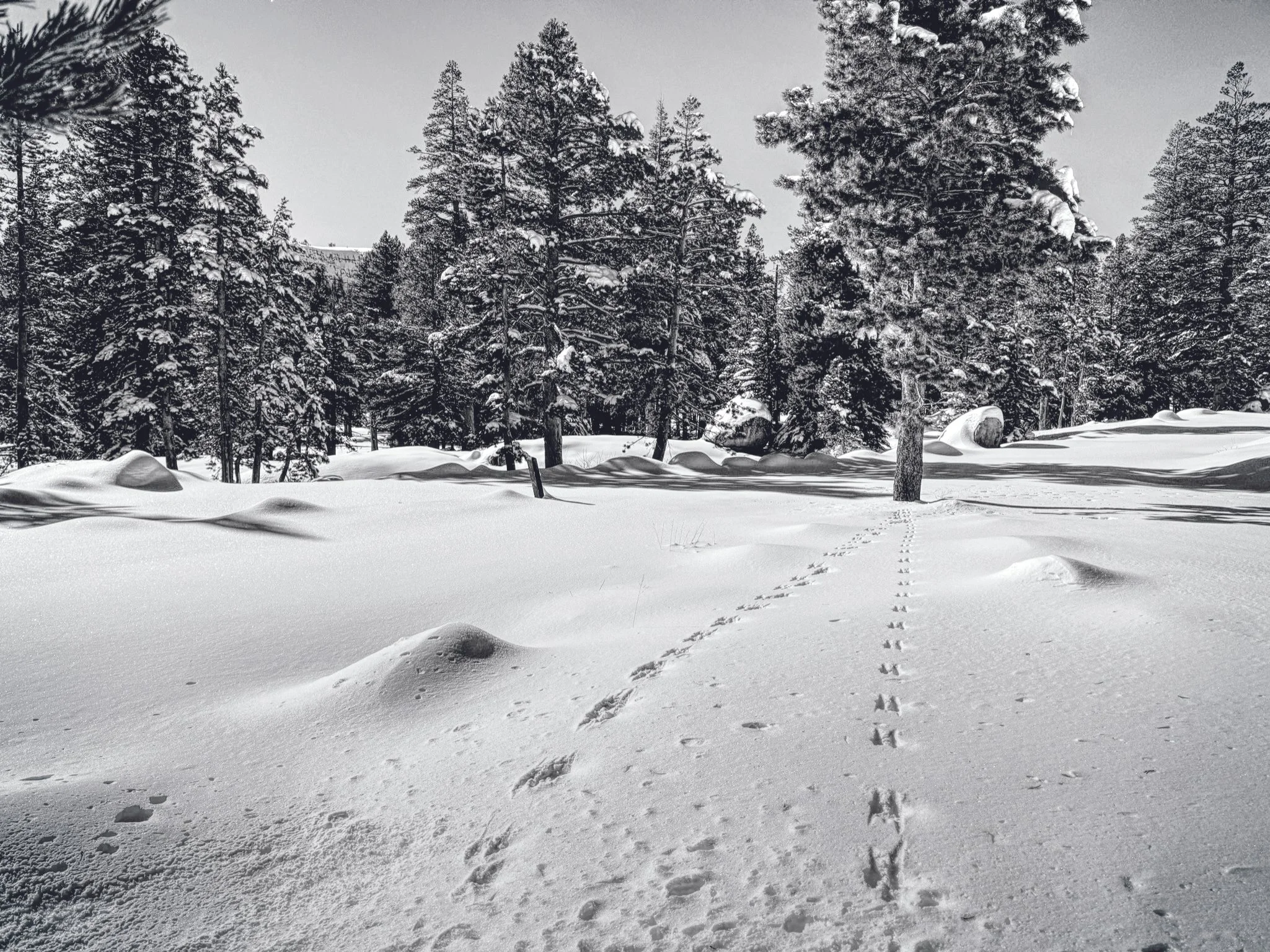 Playful, Photography