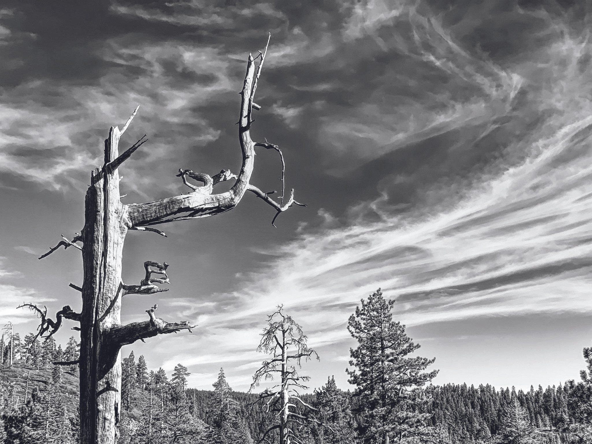 Standing Proud, Photography