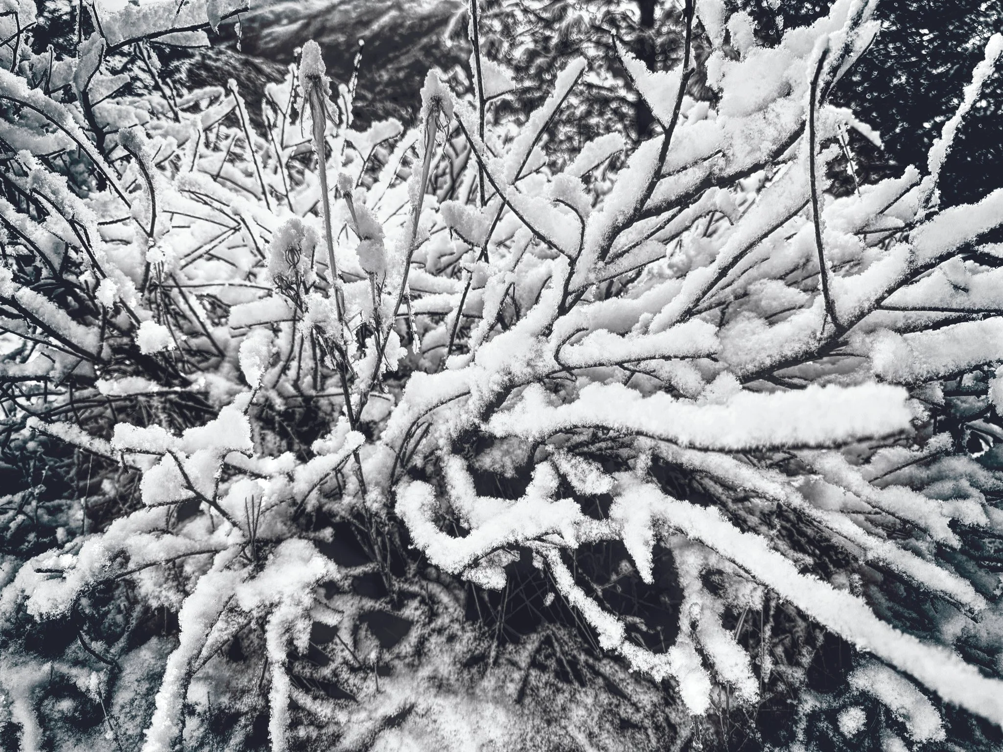 Snowy Bush, Photography