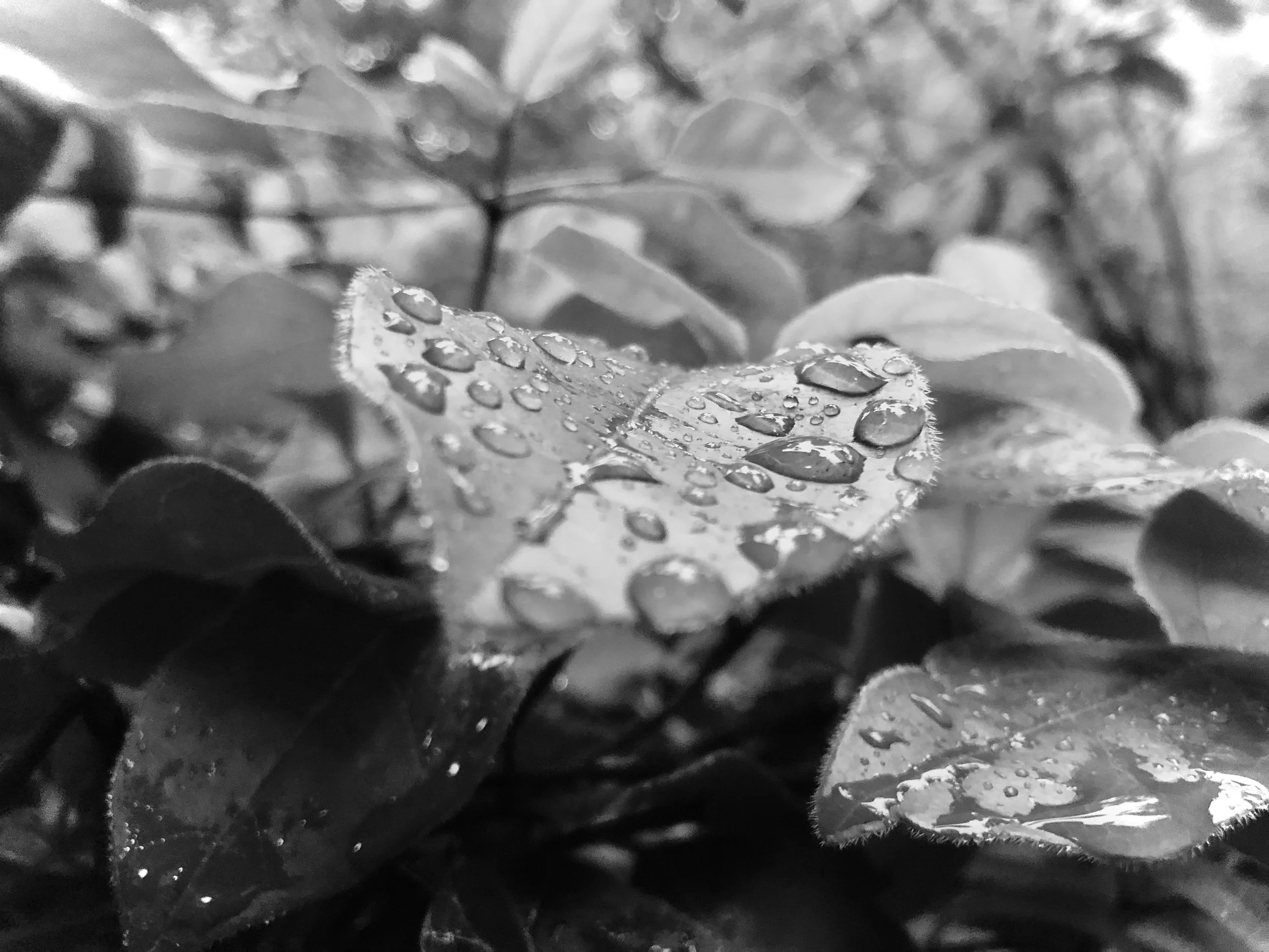 Drops, Photography