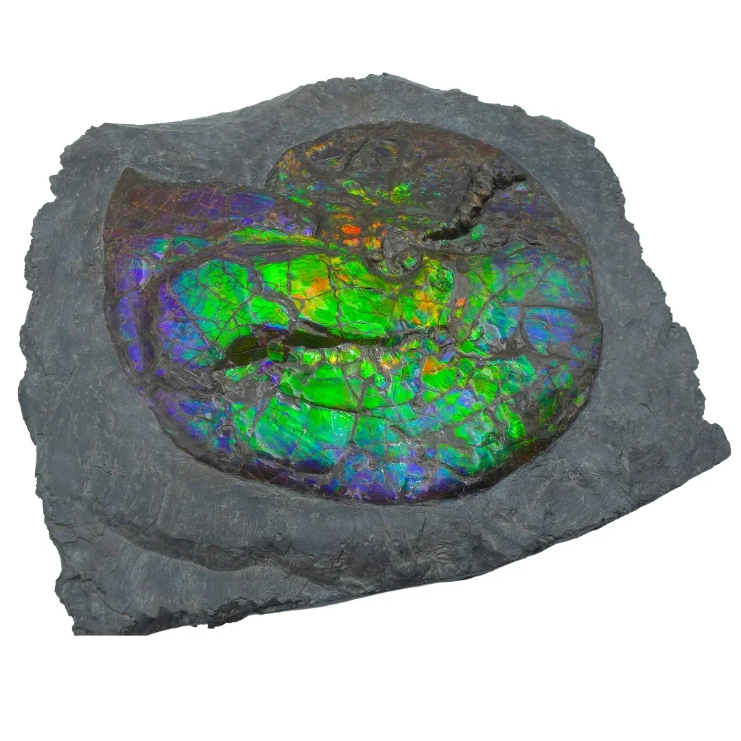 Fossilized ammonite embedded in dark gray rock with iridescent surface showing green, blue, purple, and orange hues.