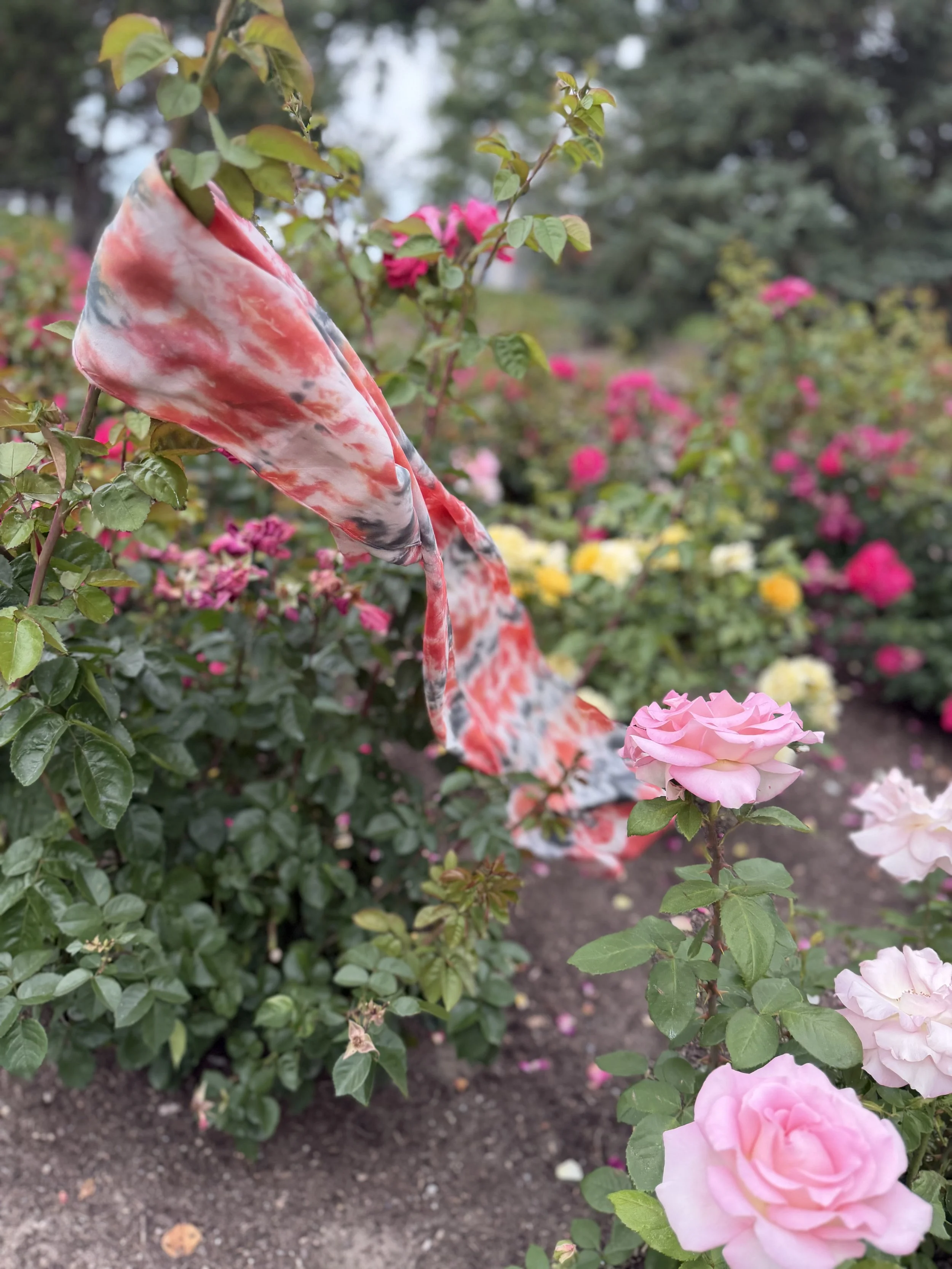 IMG_1930.jpeg