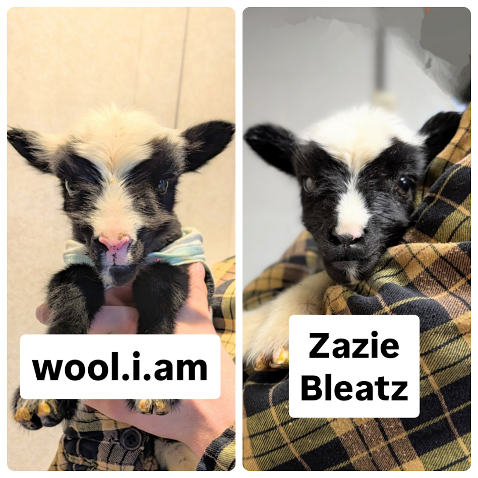 lamb twins.png (Copy)