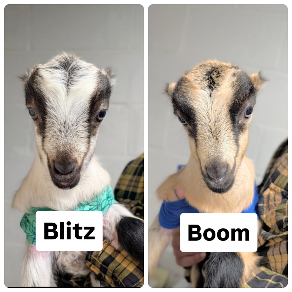 boom and blitz.png (Copy)