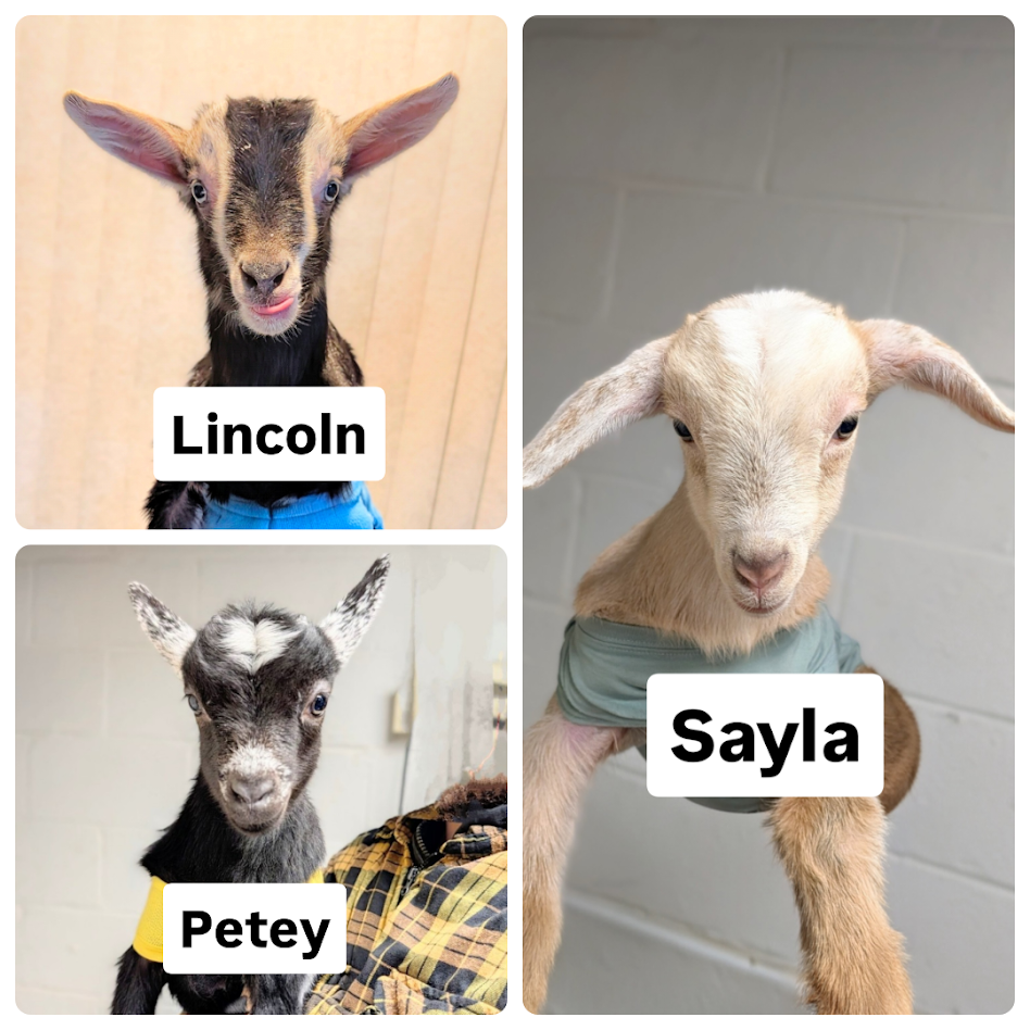 Lincoln, Sayla and Petey.png (Copy)