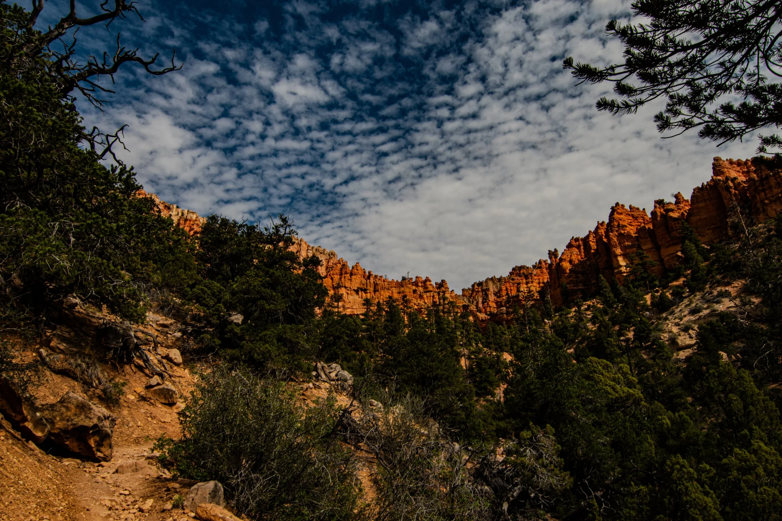 DSC_0520.JPG