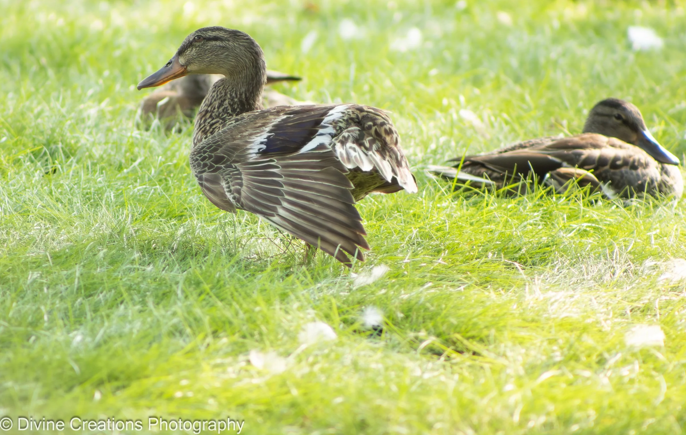 Birds of a Feather.jpg