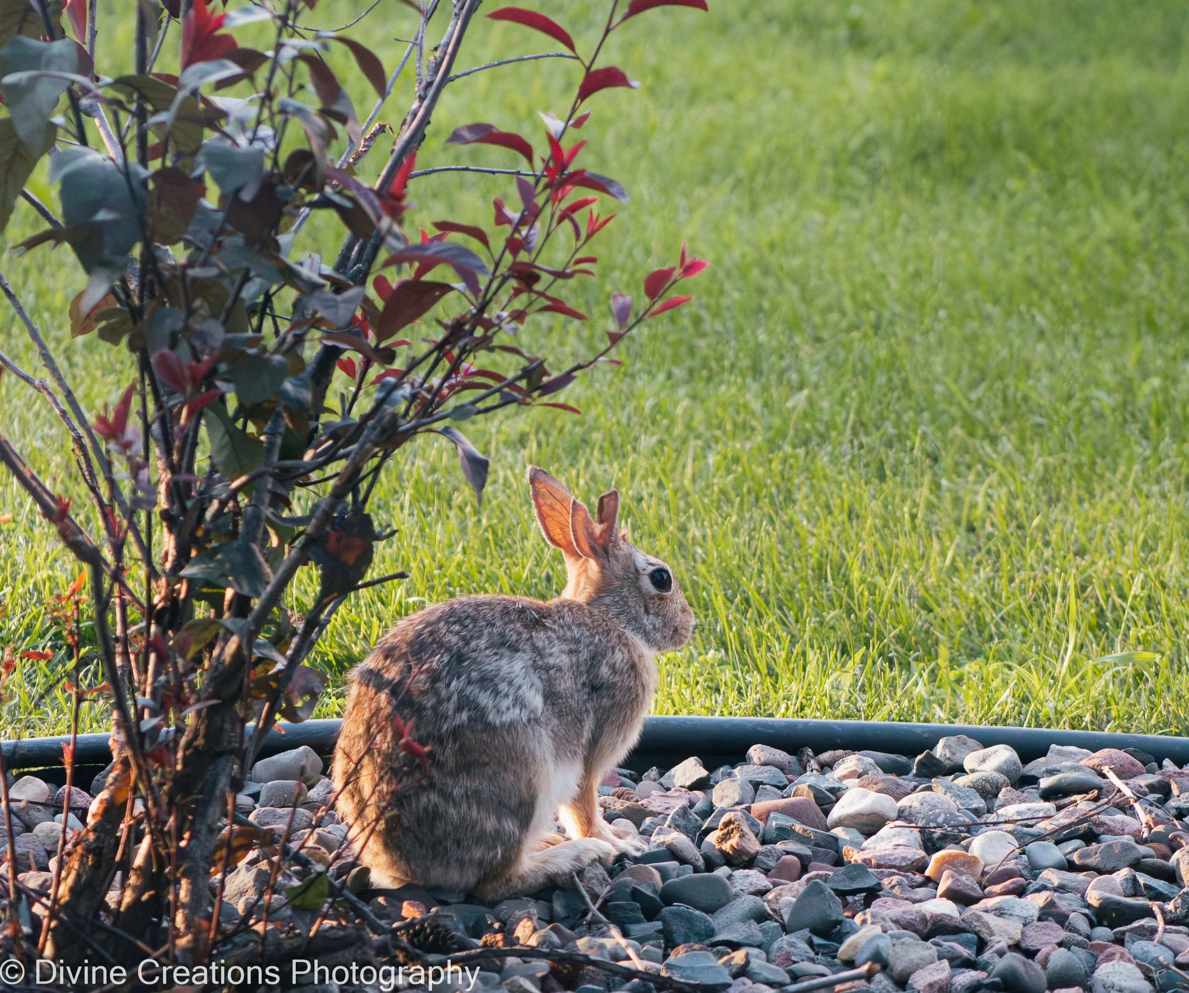 The Gentle Survivor.jpg