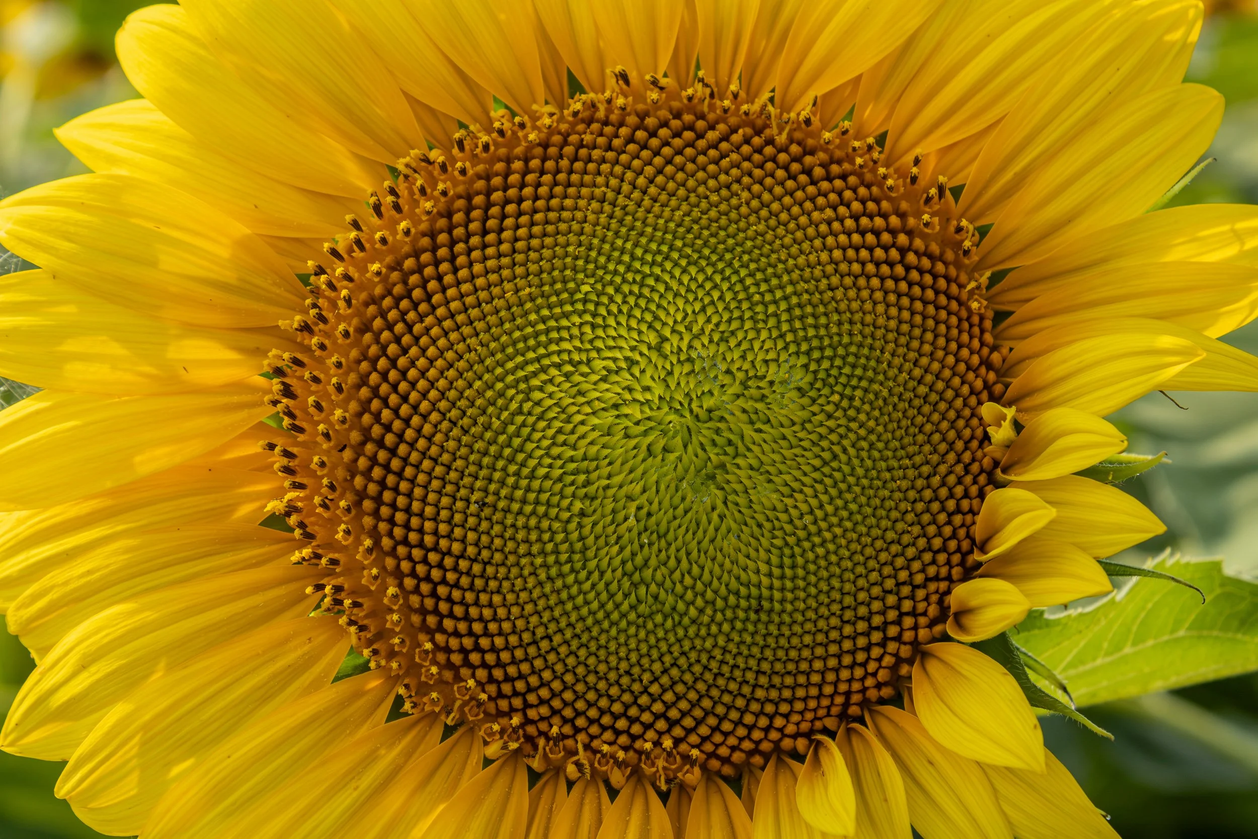 Golden Spiral.jpg