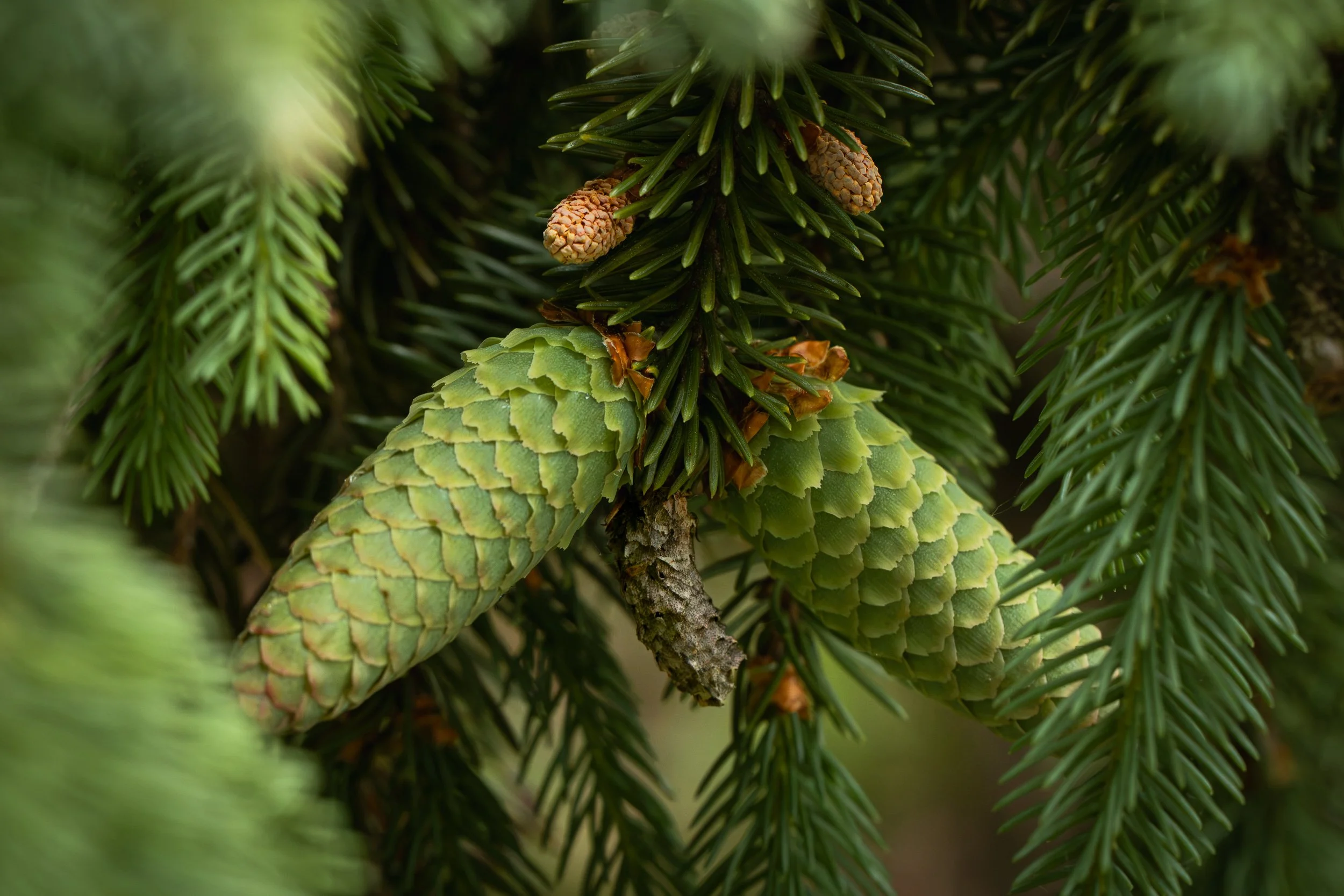 Pinecone Party.jpg