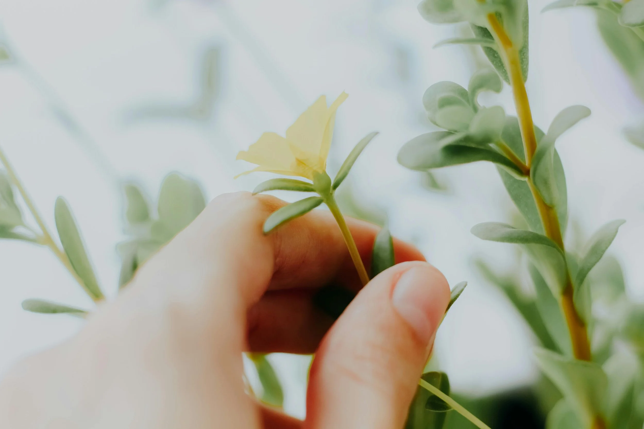 A person's hand holding a small yellow flower with green leaves around it.