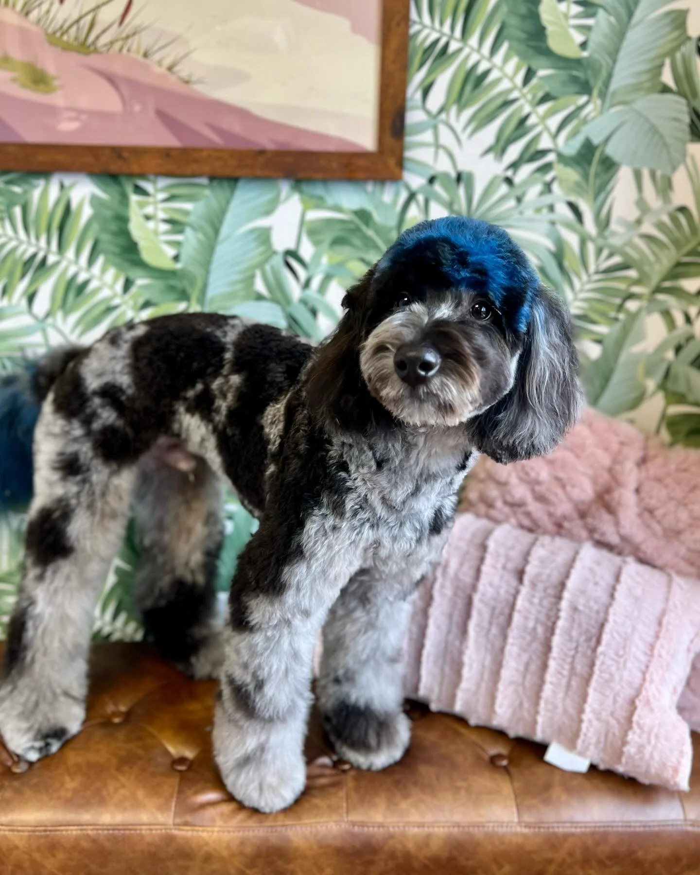 Kinda Blue 💙

#opawz #creativegrooming #doodle #goldendoodle #petgrooming #hanlonpetgrooming #HPG #blue