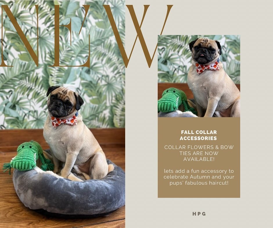 New Fall accessories available now!