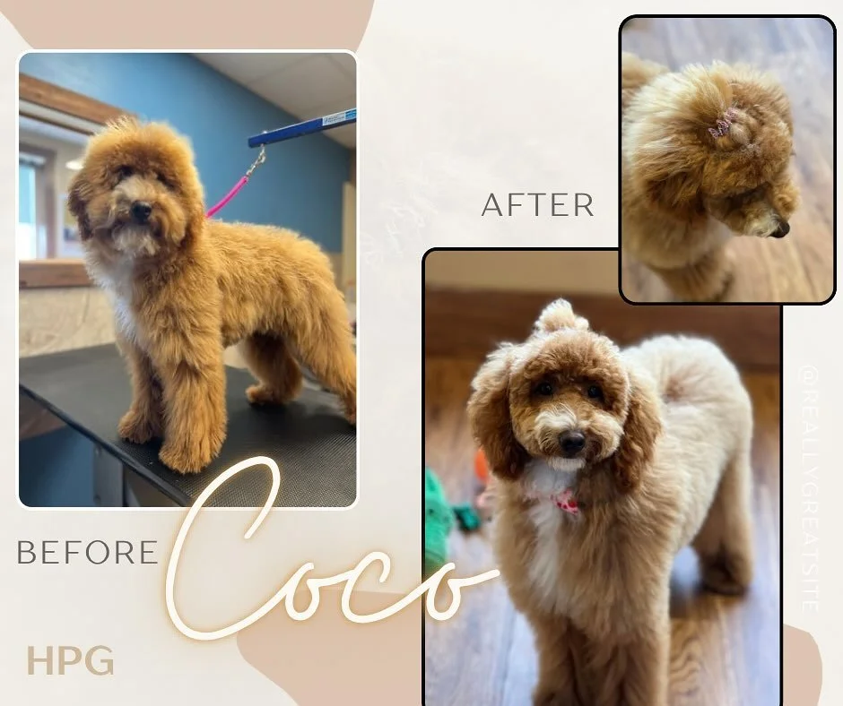 A very demure puppy blow out! 💕🎀
#puppy #grooming #doggrooming #petgrooming #dog #dogs #doglover #dogsofinstagram #hanlonpetgrooming #blowout #haircut #love #beautiful #demure #doodle #goldendoodle #miniaturegoldendoodle