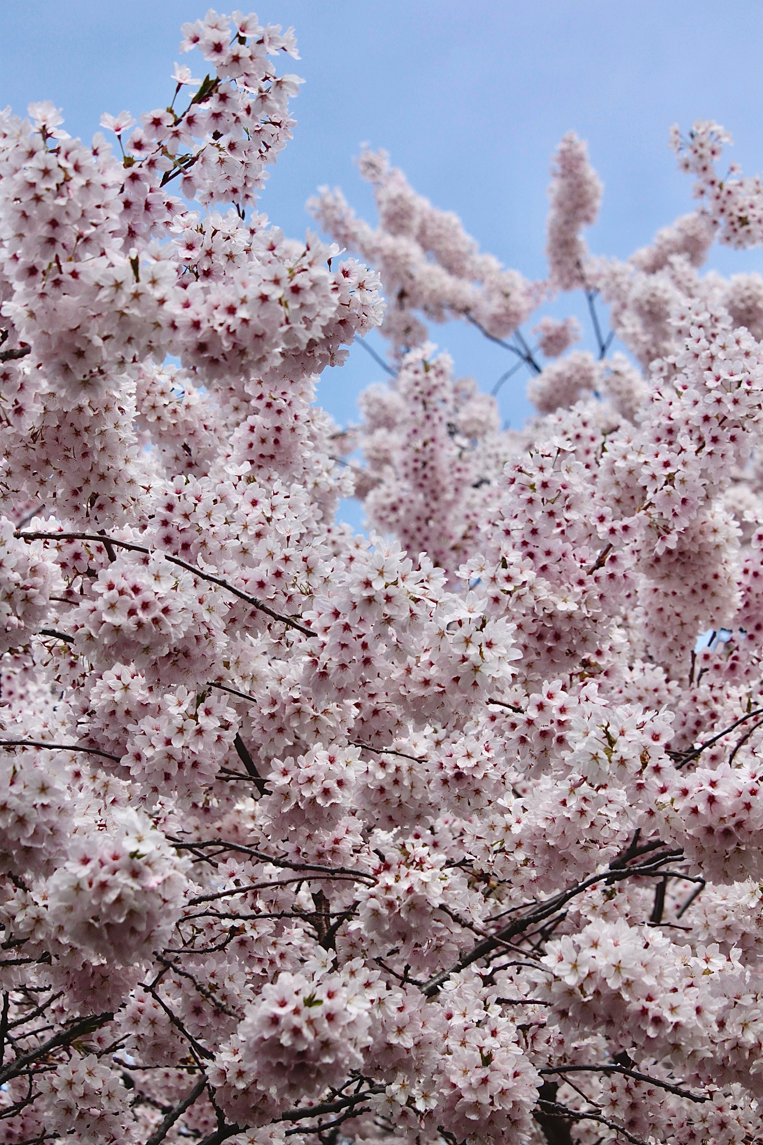 cherry blossom.jpeg